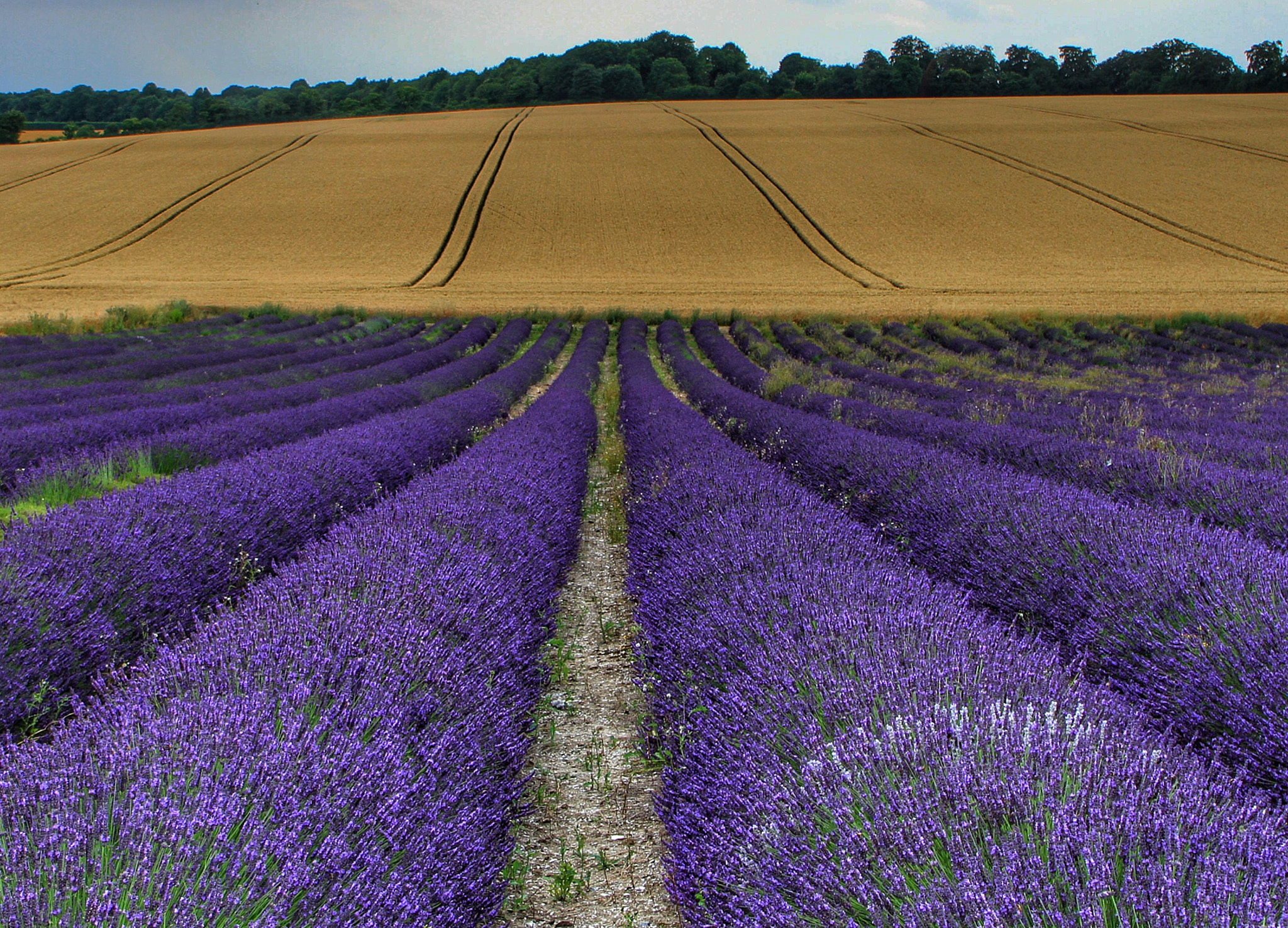 Canon 18-270mm sample photo. Lavender field! photography