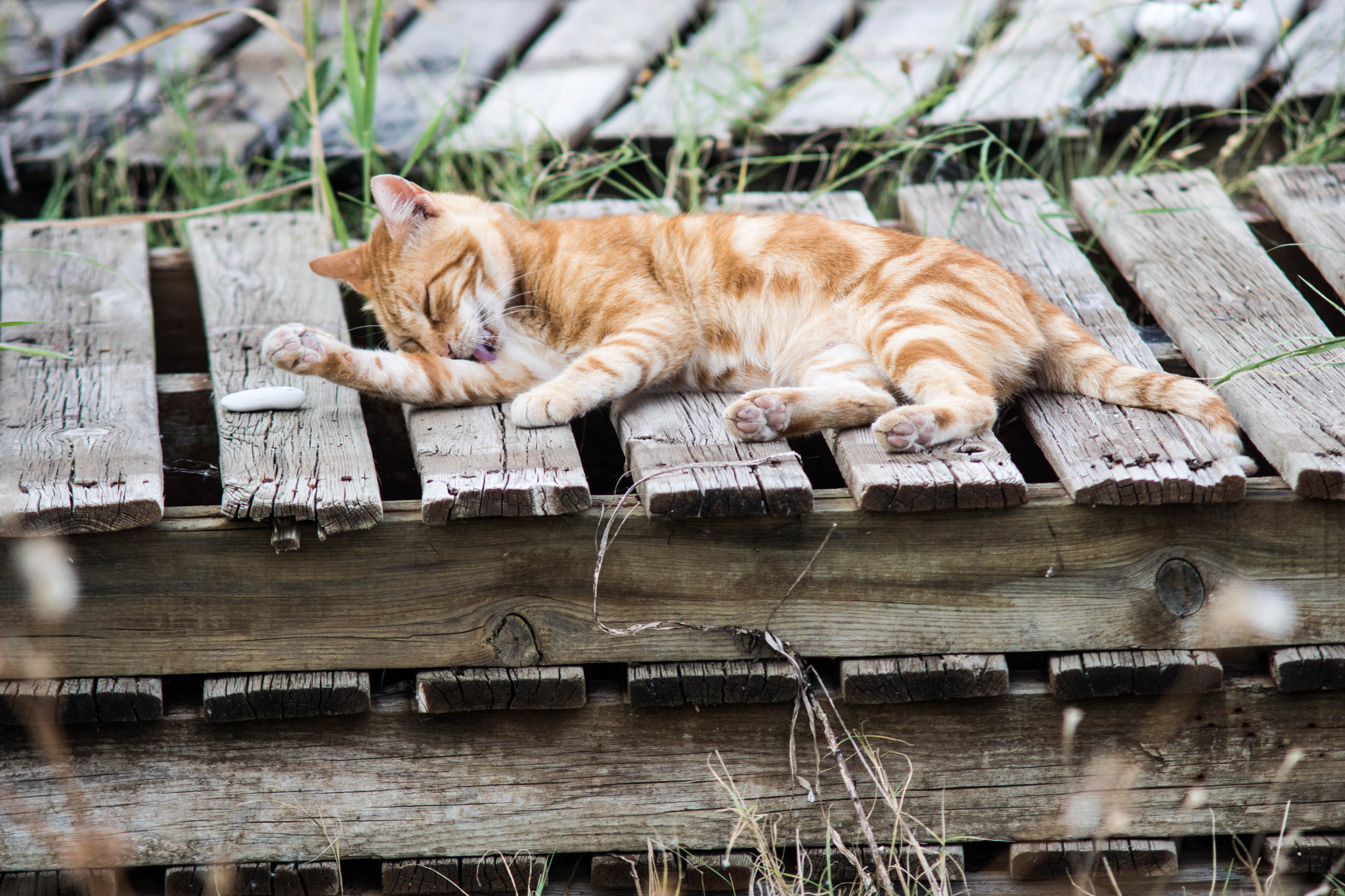 Sony ILCA-77M2 + Minolta AF 70-210mm F4 Macro sample photo. Cat is relaxing on a wooden board photography