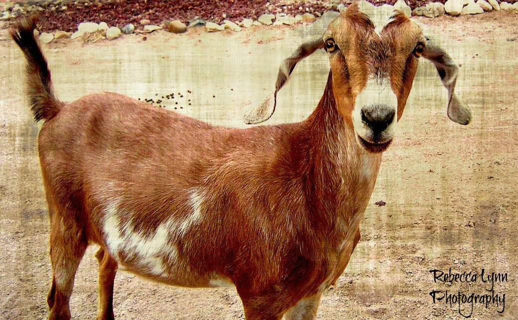 Sony DSC-P72 sample photo. Goat! photography