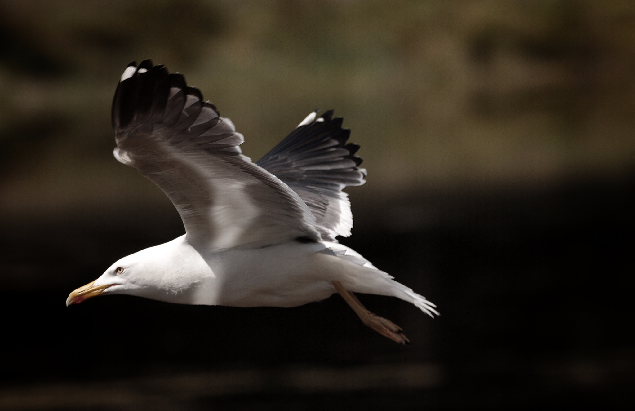 Canon 150-600mm F5-6.3 DG OS HSM | Contemporary 015 sample photo