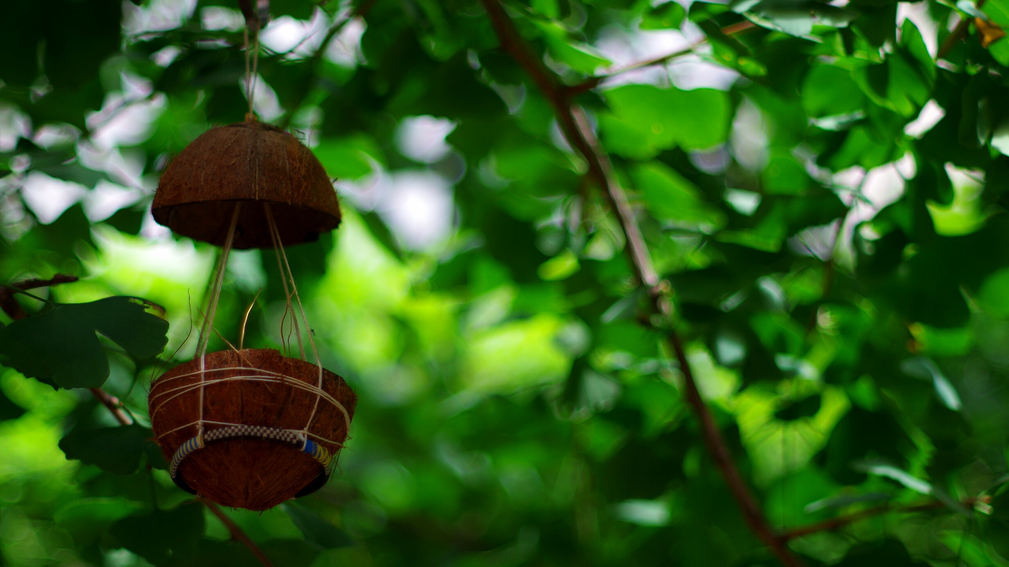 Pentax K-30 + A Series Lens sample photo. Feeder on ginko biloba tree photography
