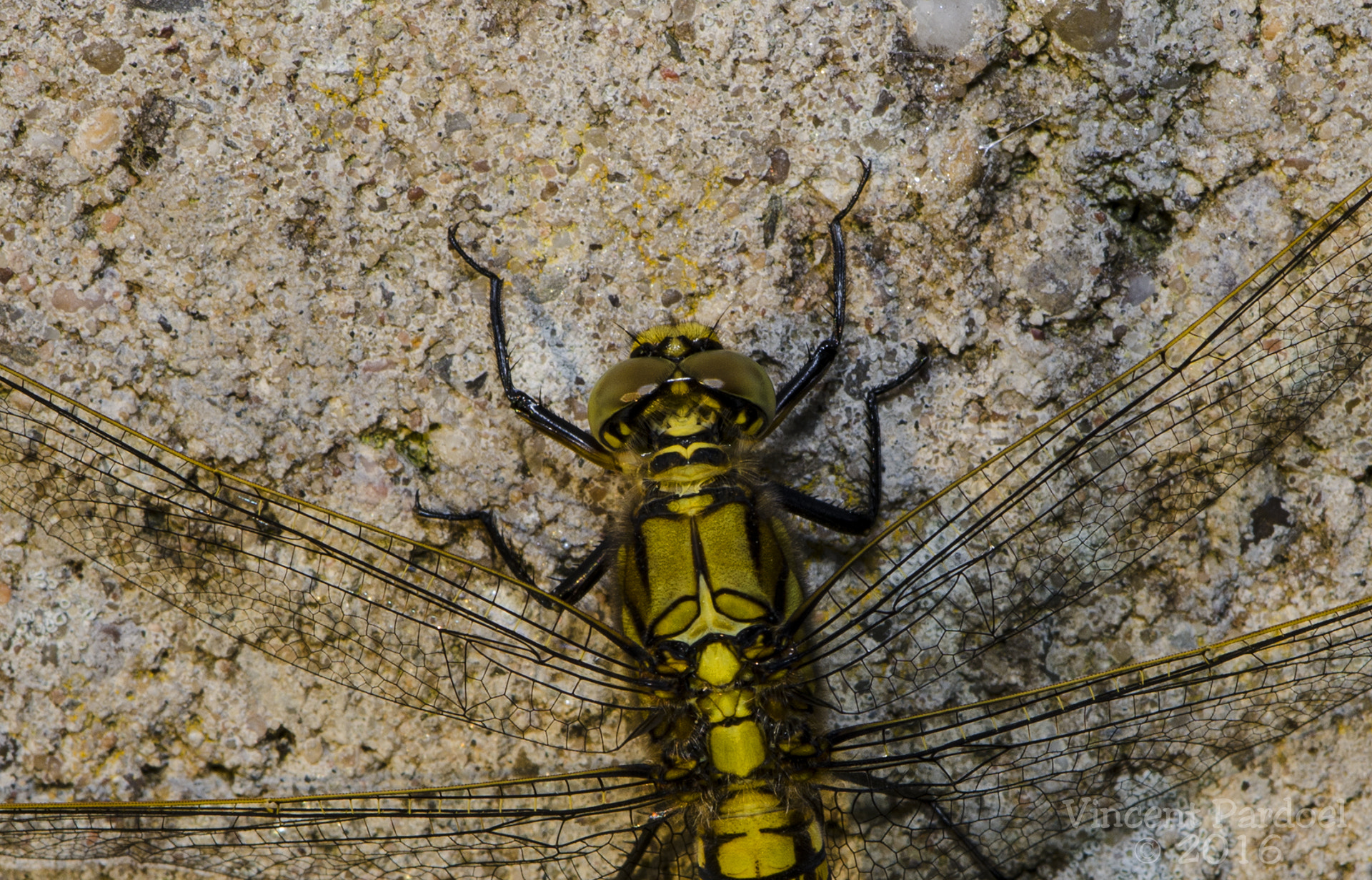 Nikon AF-S DX Micro-Nikkor 85mm F3.5G ED VR sample photo. Dragonfly photography