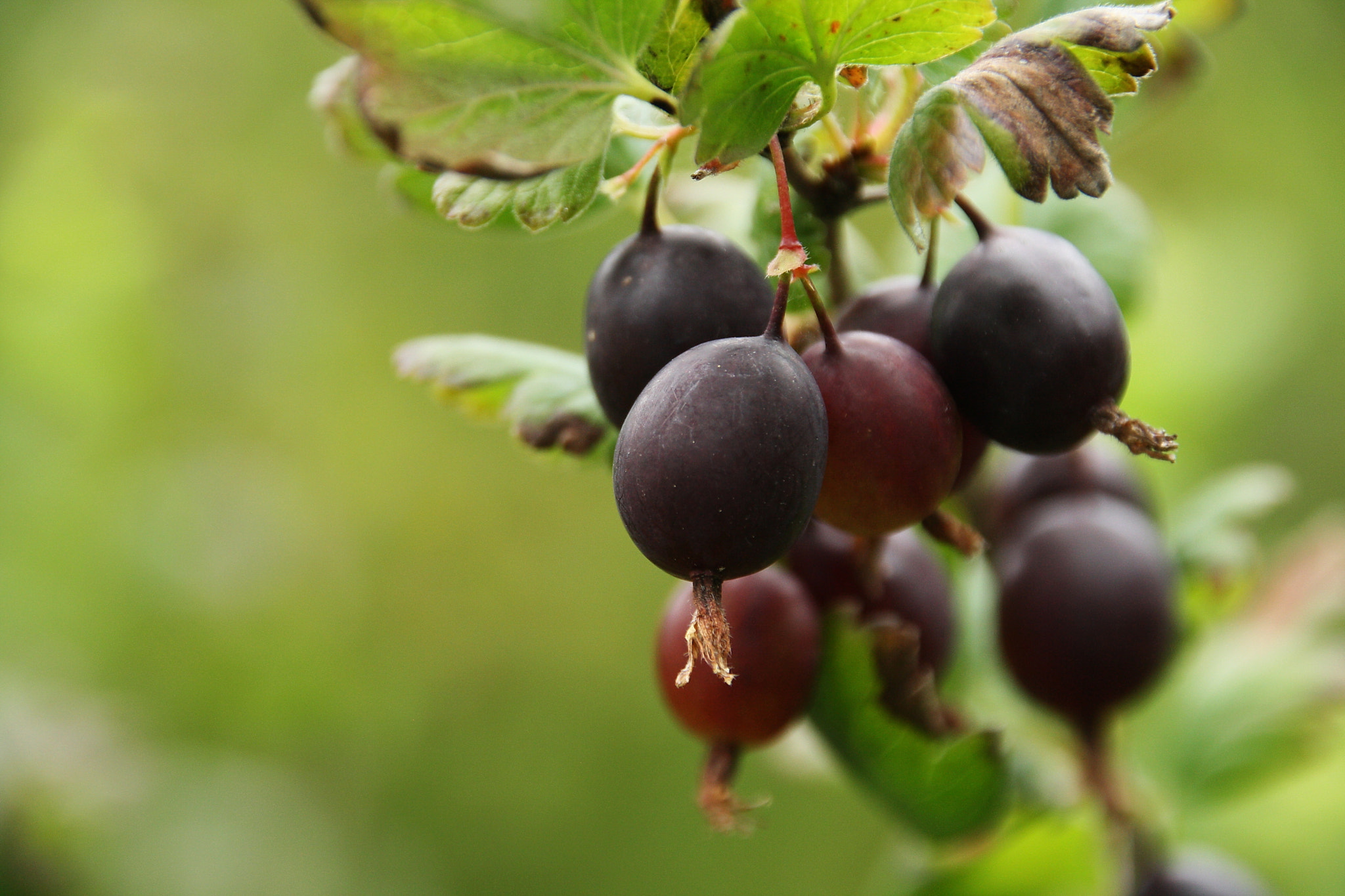Canon EOS 1000D (EOS Digital Rebel XS / EOS Kiss F) sample photo. Gooseberry photography