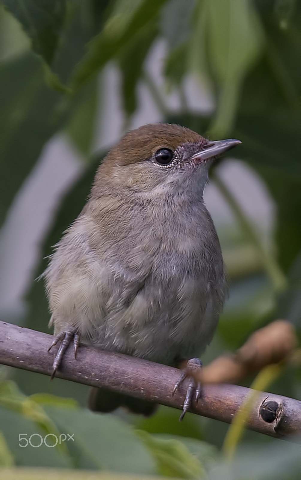 Nikon D600 sample photo. A blackcap photography