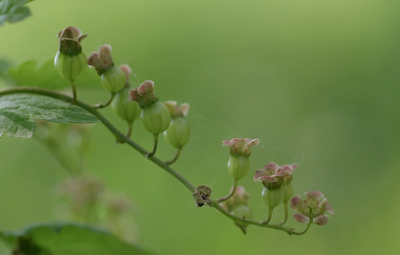 Tamron SP AF 90mm F2.8 Di Macro sample photo. Sequence photography