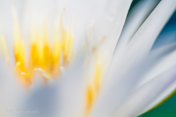 Canon EF 100mm F2.8L Macro IS USM sample photo. Canon eos 1d x photography