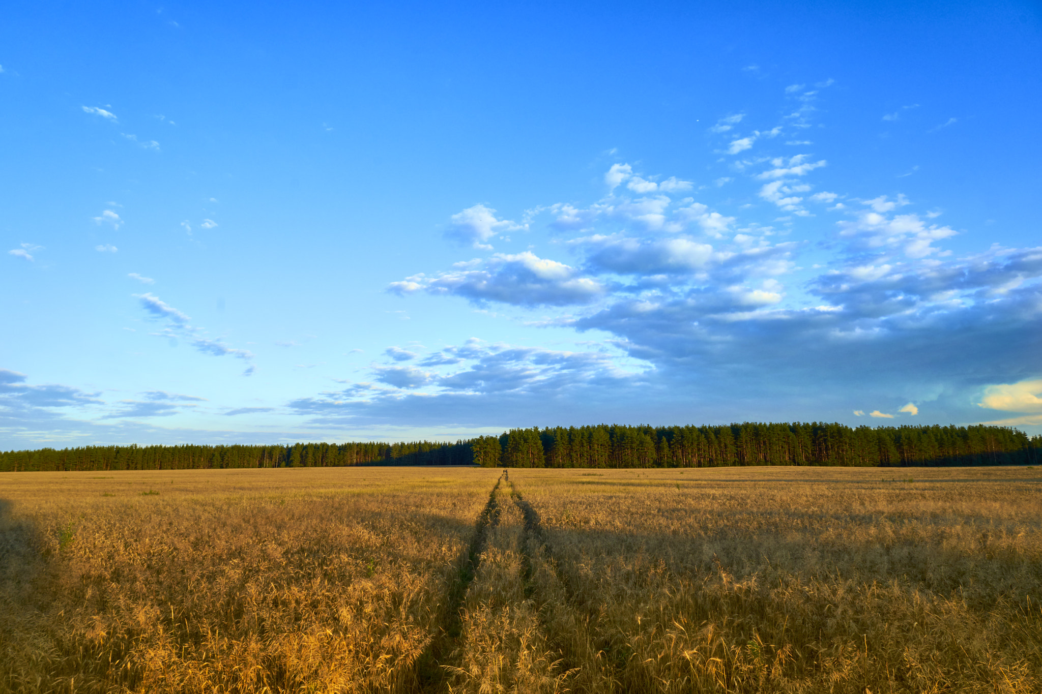 Sony a7 + 20mm F2.8 sample photo. Rye field photography