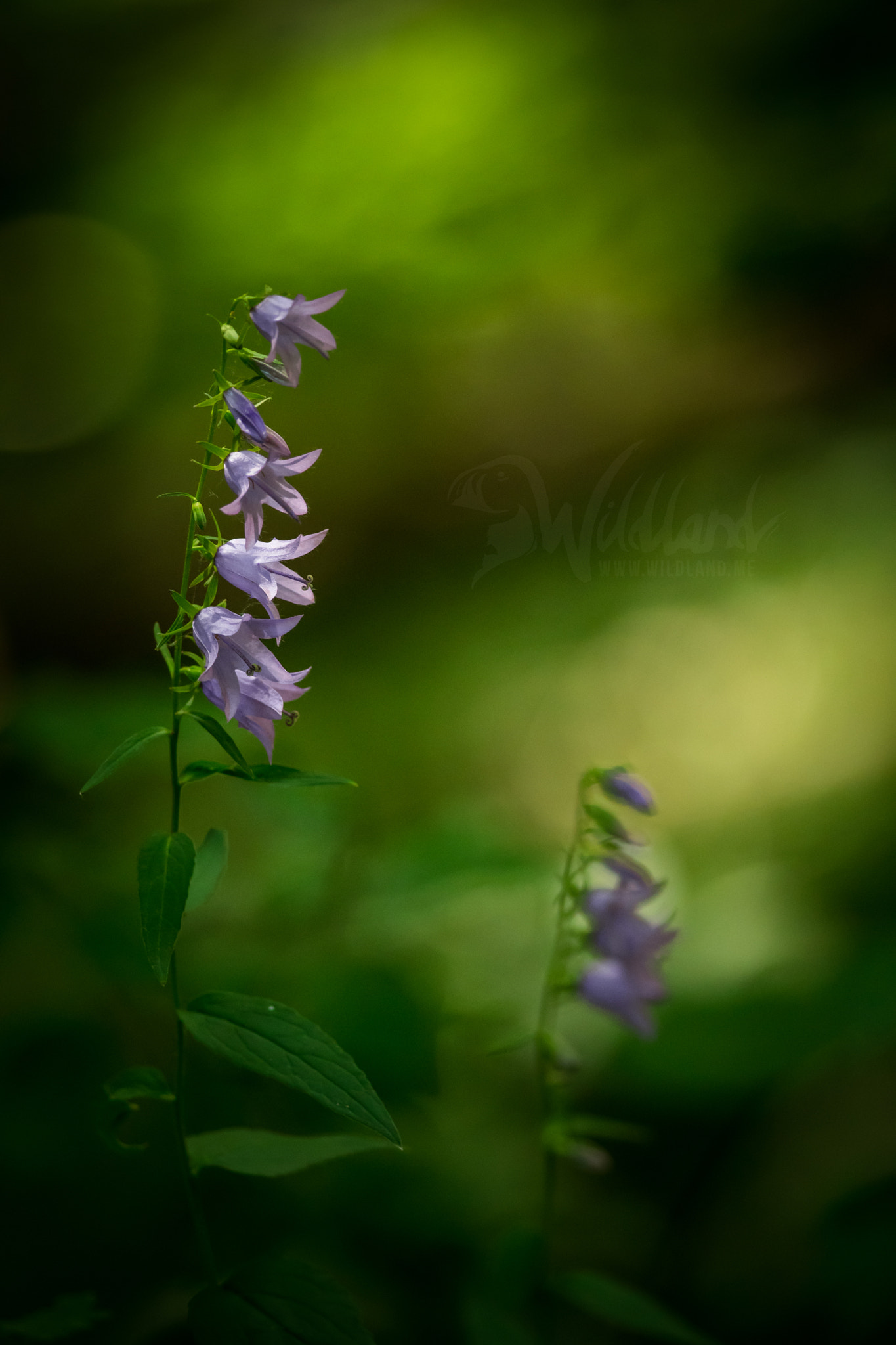 Nikon D500 + Nikon AF-S Nikkor 300mm F4D ED-IF sample photo. Bell flower photography