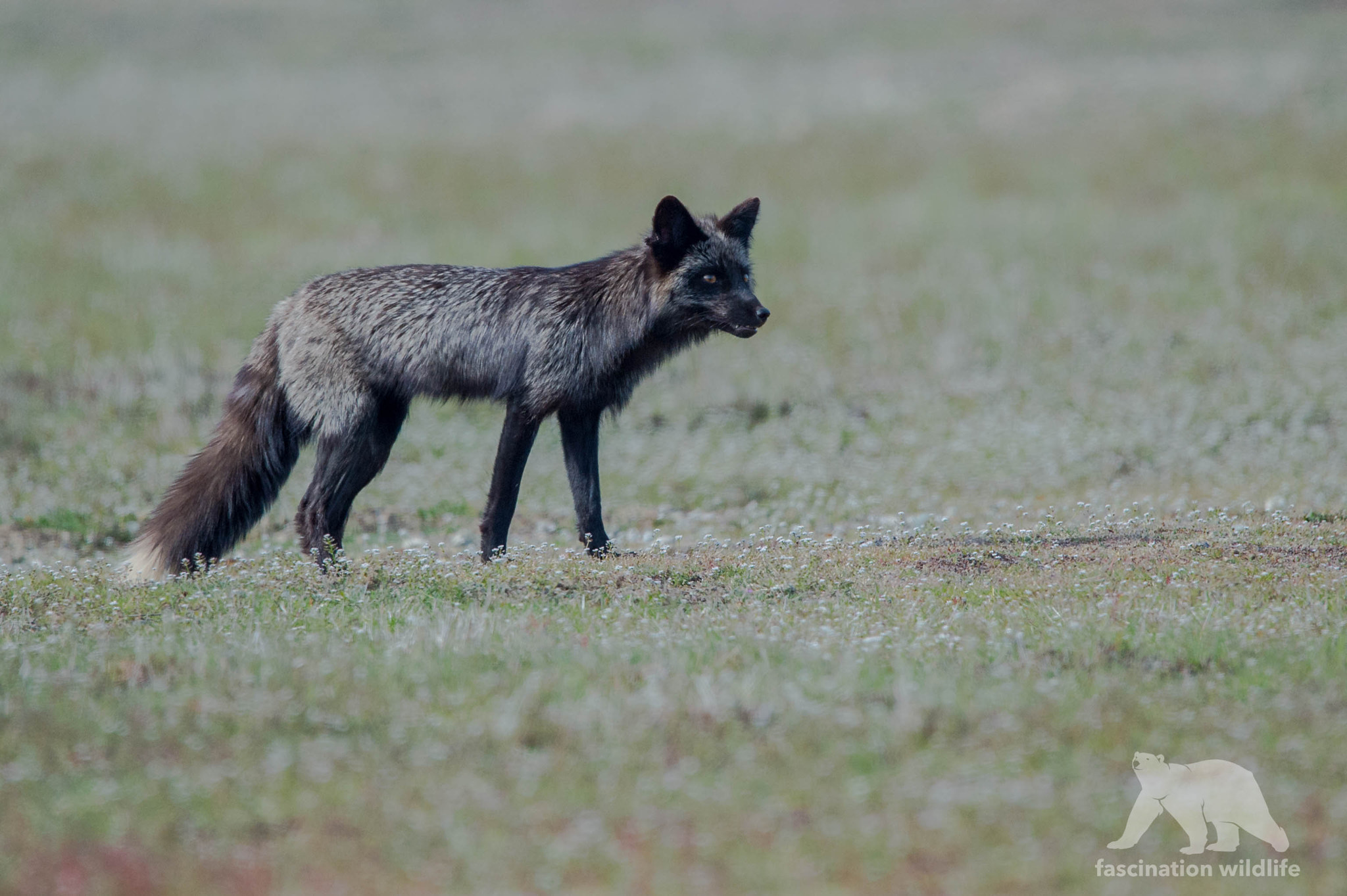 Sigma 150-600mm F5-6.3 DG OS HSM | S sample photo. On the hunt... photography
