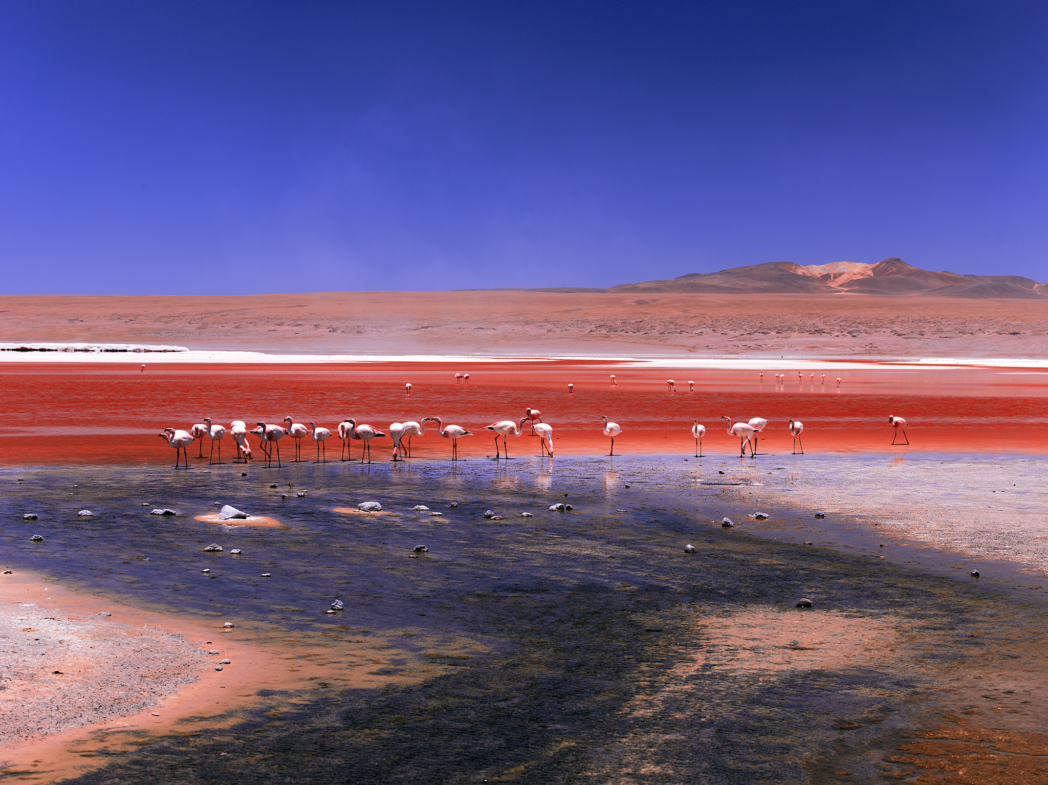 Hasselblad H3D sample photo. Flamingo photography