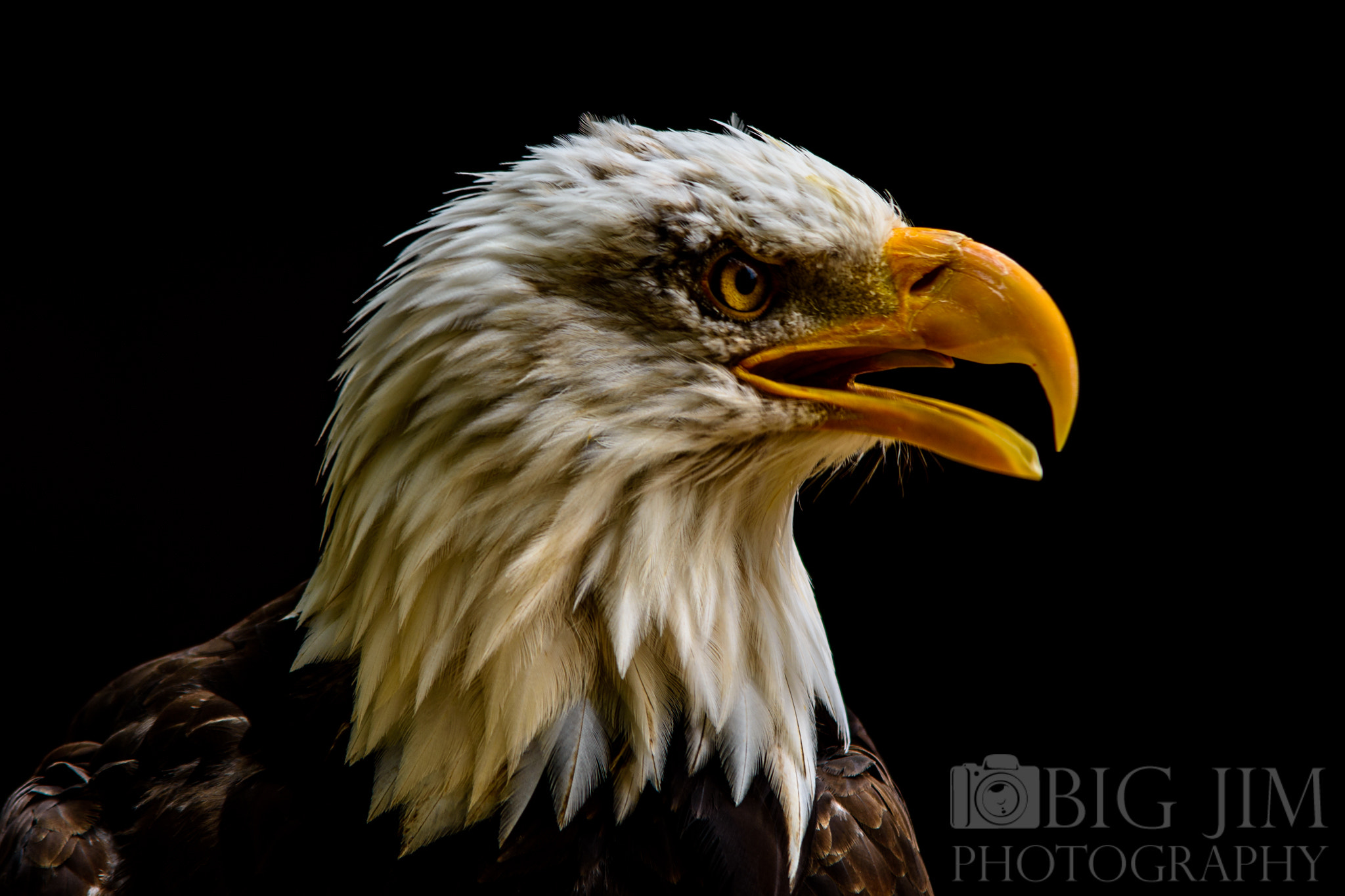 Sigma 70-200mm F2.8 EX DG OS HSM sample photo. Bald eagle portrait photography