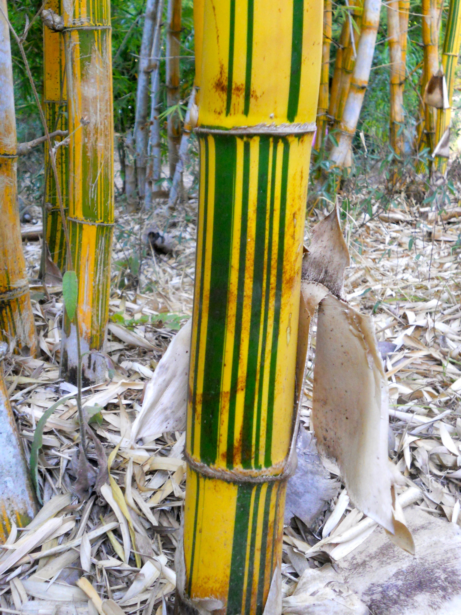 Nikon Coolpix S4000 sample photo. Bambous code-barre, lemur's park, antananarivo photography
