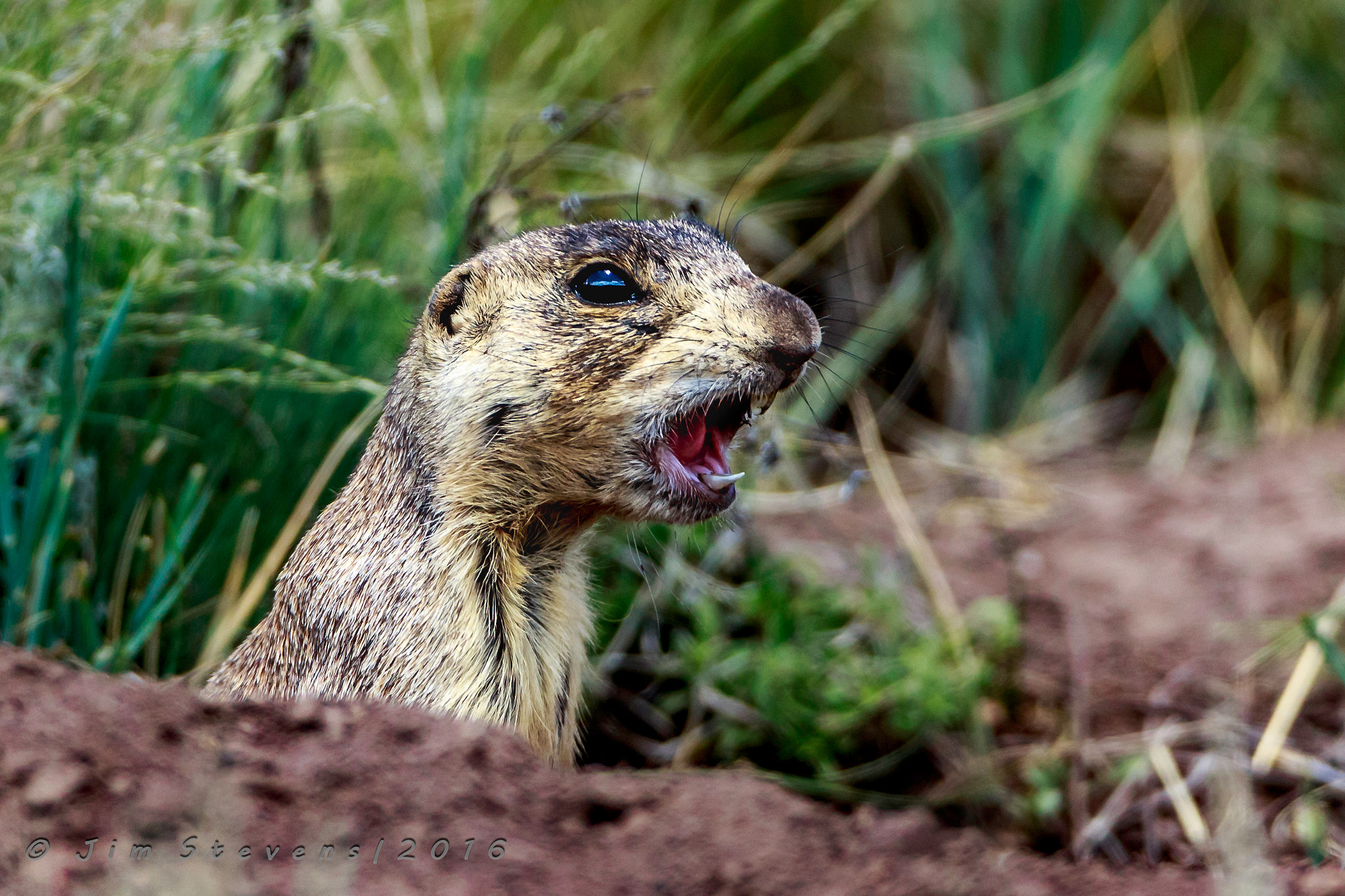 Canon EF 600mm F4L IS USM sample photo. Prarie dog calling the alarm photography