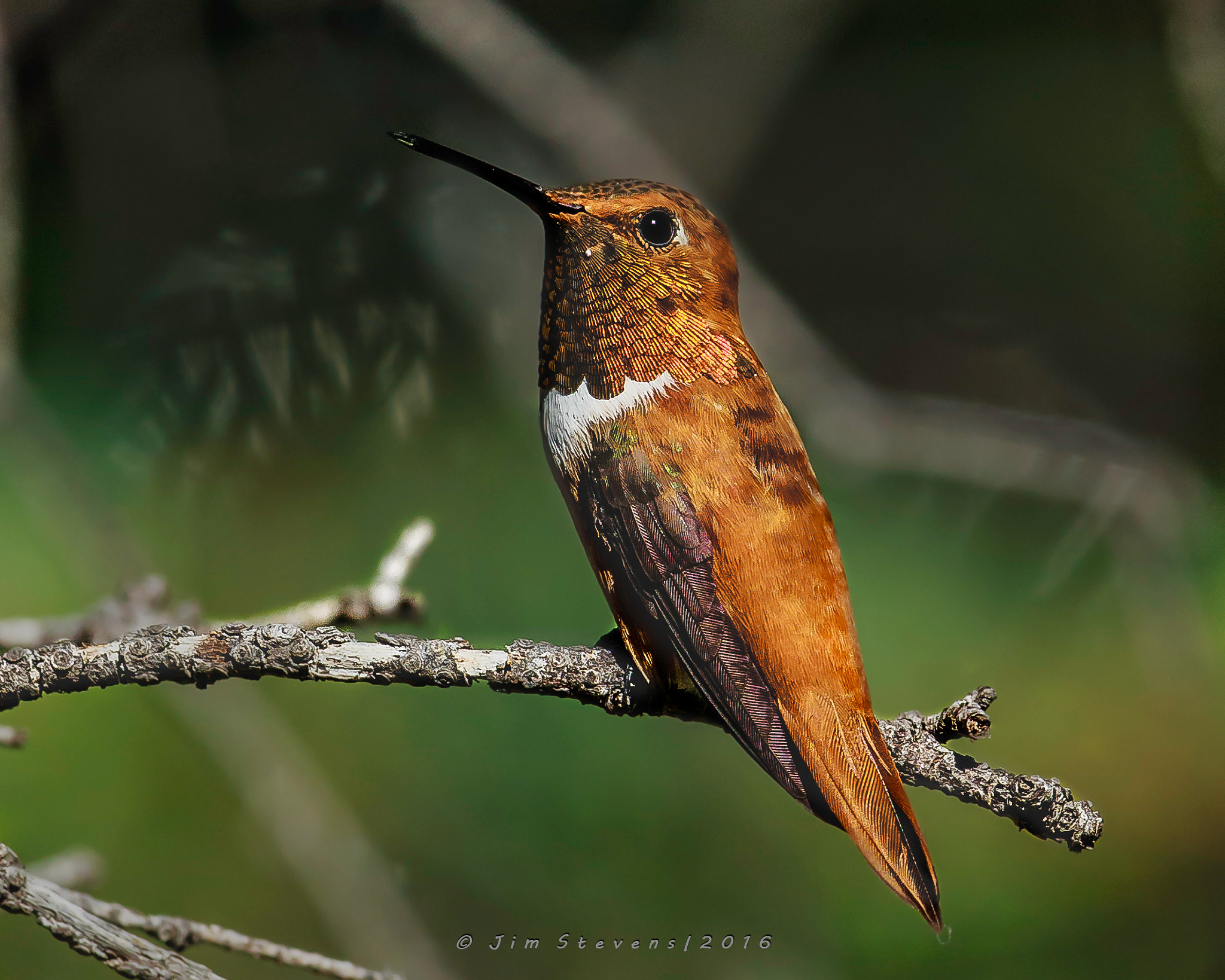Canon EOS-1D X + Canon EF 600mm F4L IS USM sample photo. Rufous hummingbird (selasphorus rufus) photography