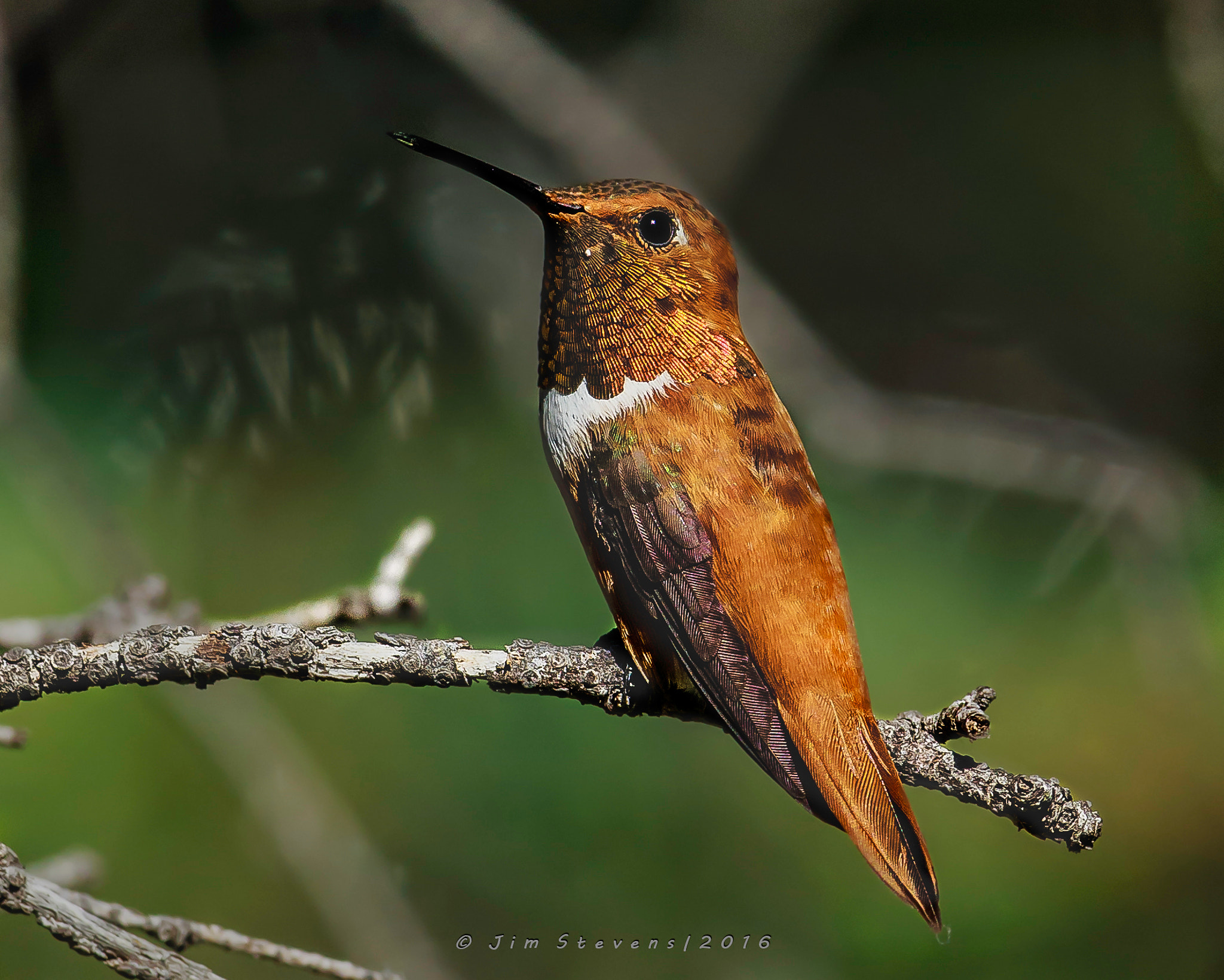 Canon EF 600mm F4L IS USM sample photo. Rufous hummingbird (selasphorus rufus) photography