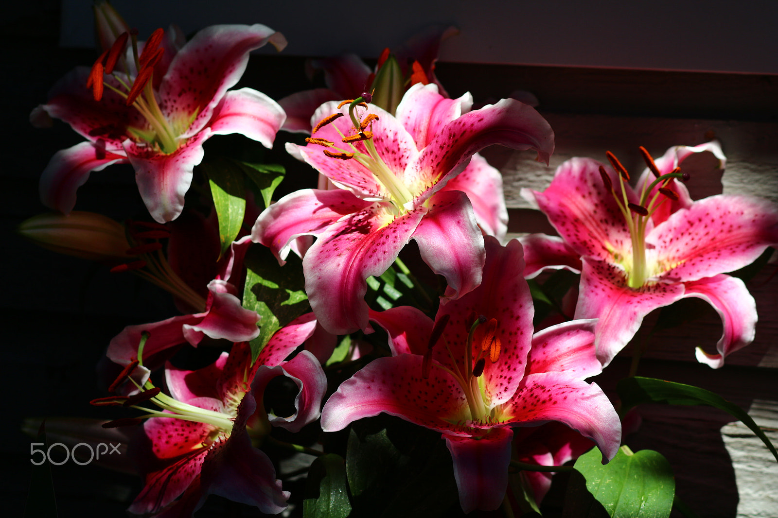 Canon EF 85mm F1.8 USM sample photo. Stargazer lillies photography