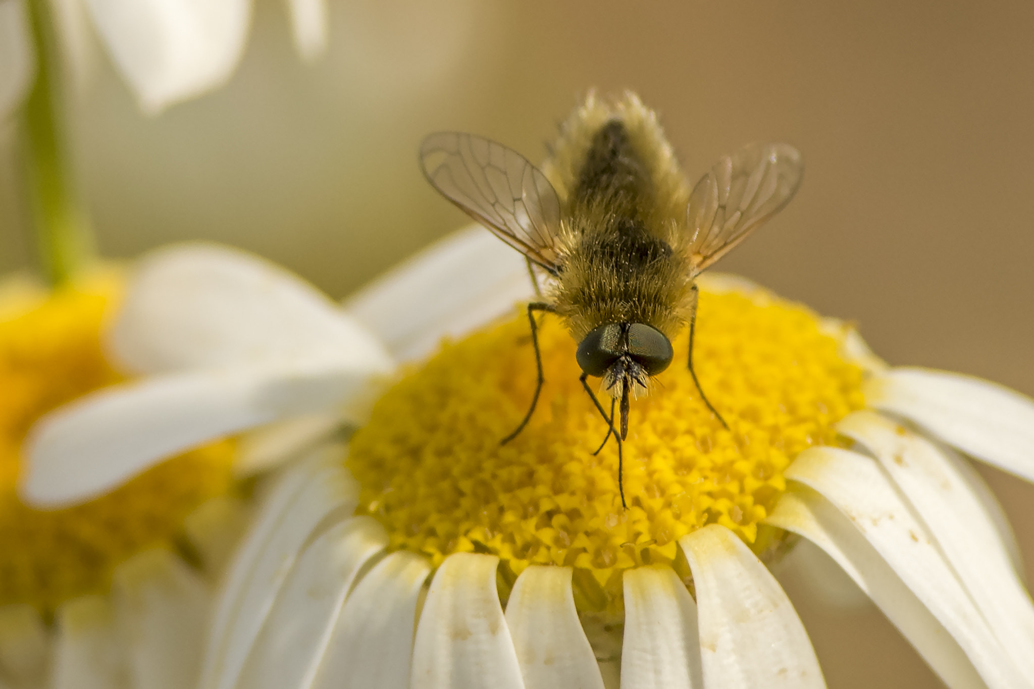 Nikon D810 + Nikon AF-S Nikkor 300mm F4D ED-IF sample photo. Fly photography