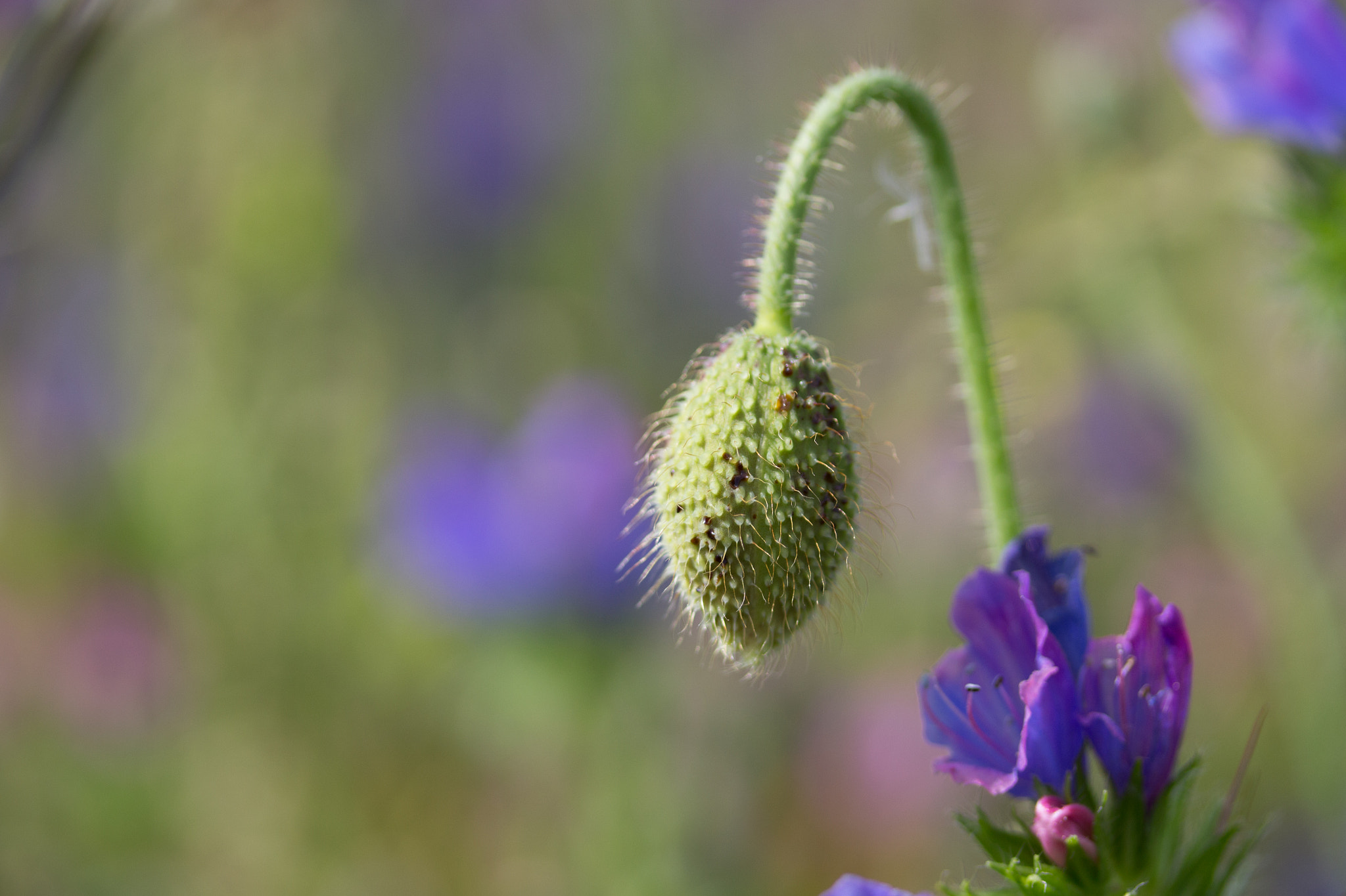 Canon EF-S 60mm F2.8 Macro USM sample photo. Poppy bud photography