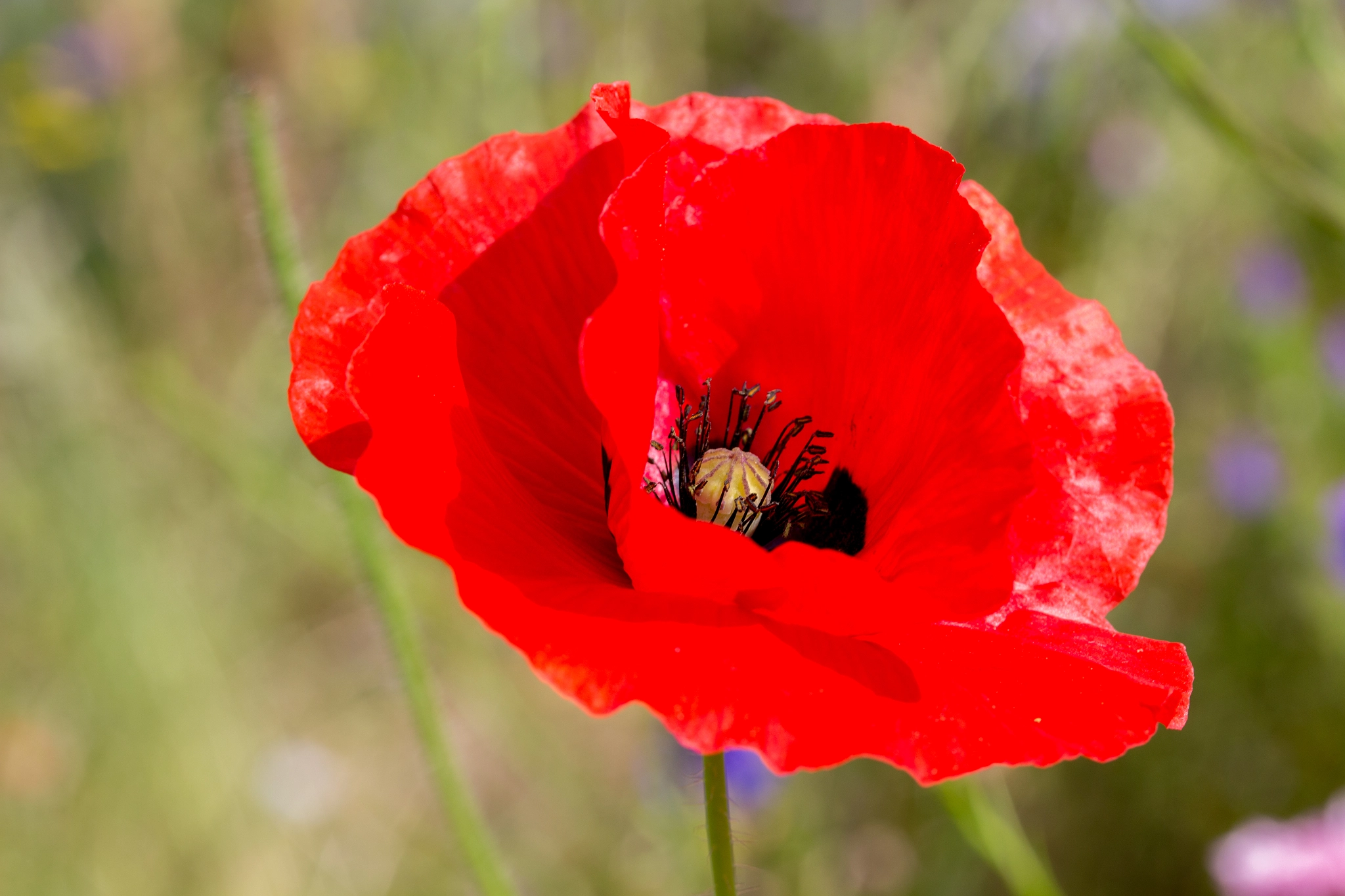 Canon EF-S 60mm F2.8 Macro USM sample photo. Poppy in the wild flower meadow photography