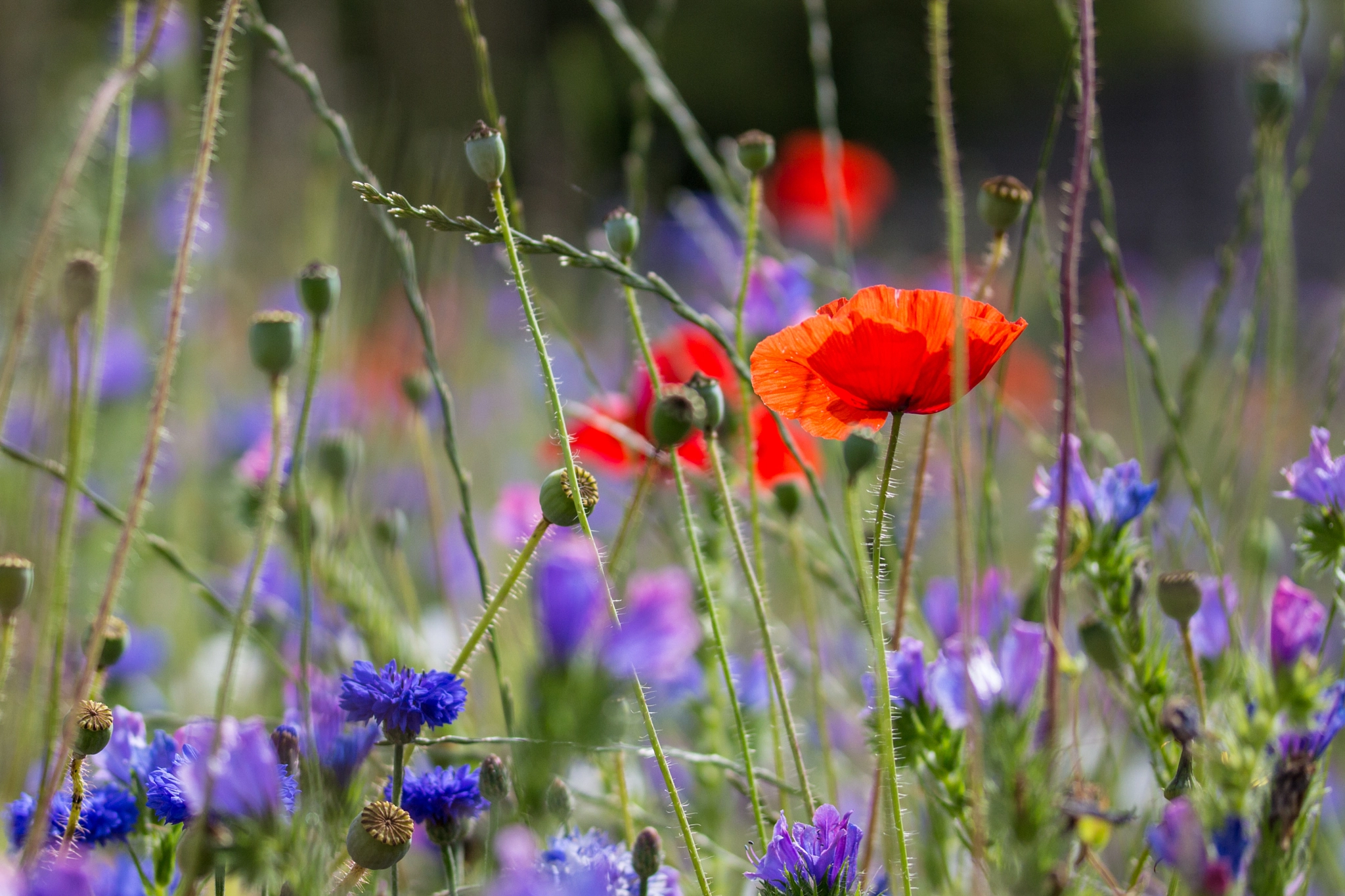 Canon EF-S 60mm F2.8 Macro USM sample photo. Wild flower meadow poppies and cornflowers photography