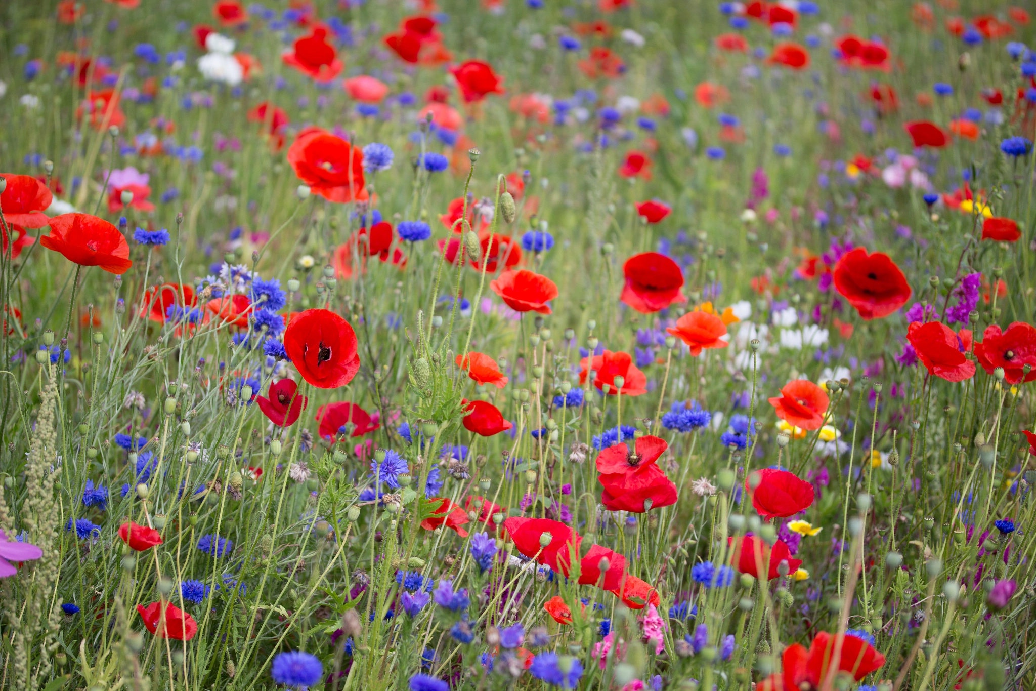 Canon EF-S 60mm F2.8 Macro USM sample photo. Wild flower meadow poppies and cornflowers photography