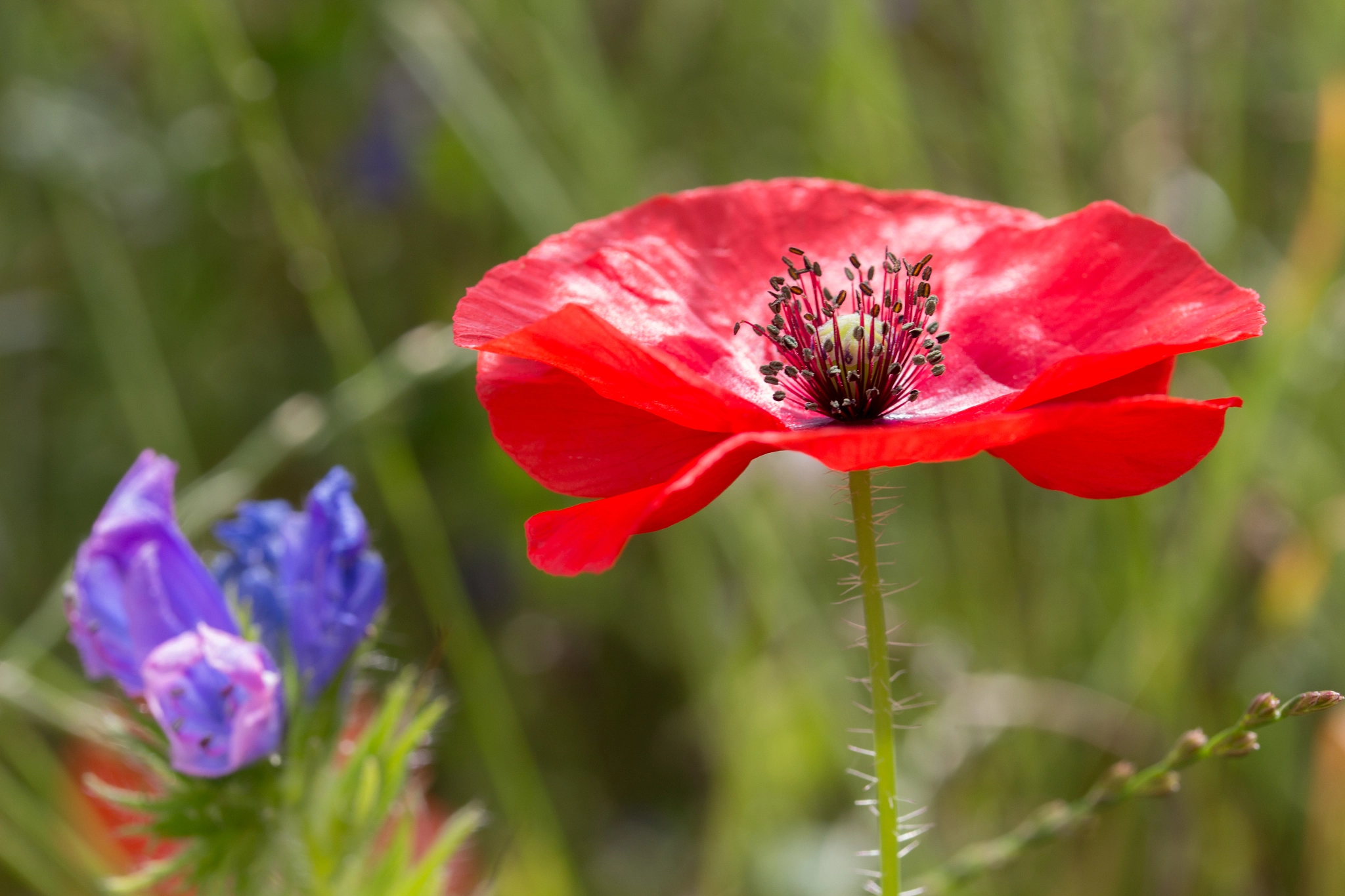 Canon EF-S 60mm F2.8 Macro USM sample photo. Wild flower meadow poppy photography