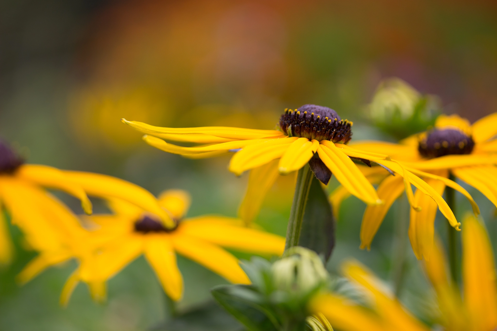 Canon EF-S 60mm F2.8 Macro USM sample photo. Wild flower meadow photography