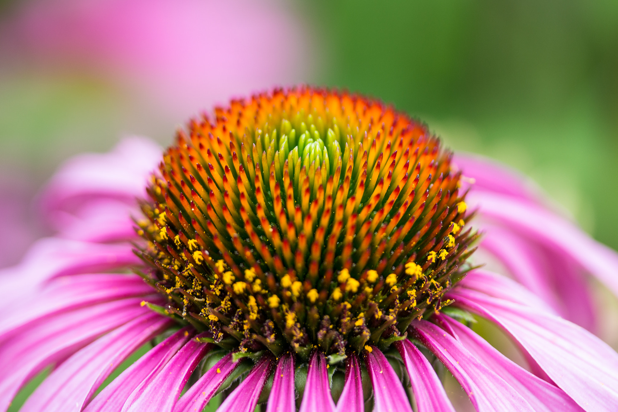 Canon EF-S 60mm F2.8 Macro USM sample photo. Wild flower meadow photography
