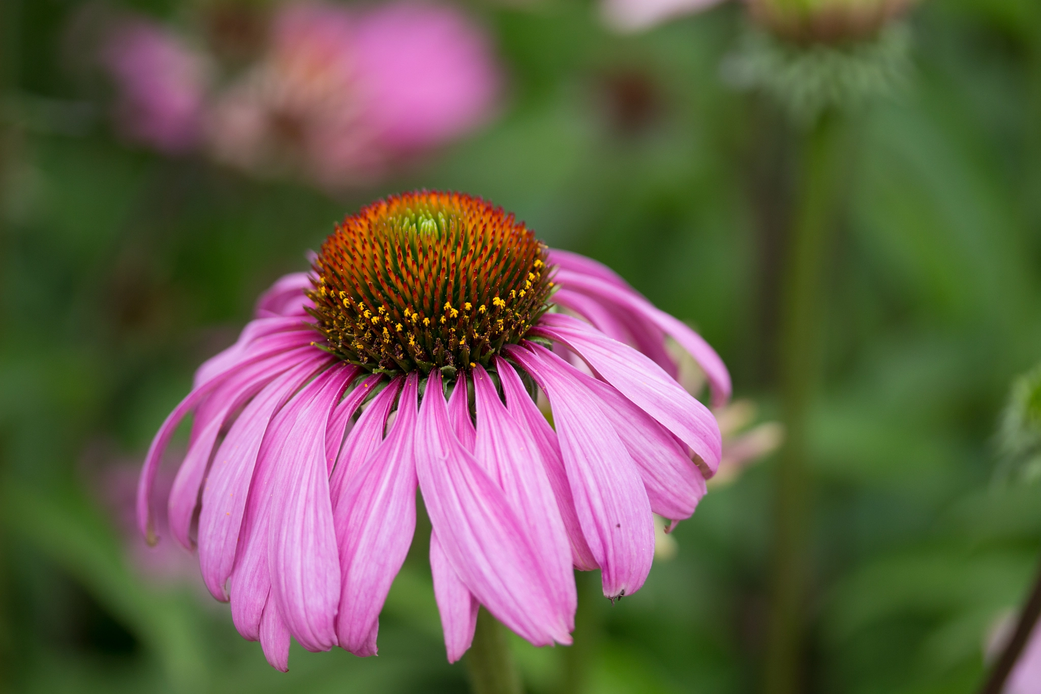 Canon EF-S 60mm F2.8 Macro USM sample photo. Wild flower meadow photography