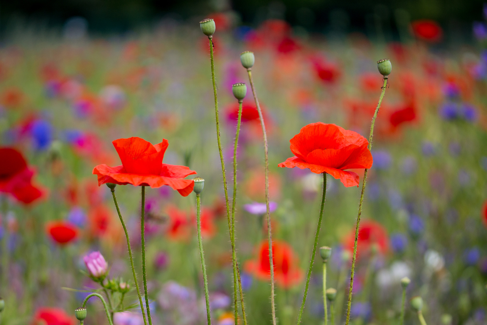 Canon EF-S 60mm F2.8 Macro USM sample photo. Wild flower meadow poppies and cornflowers photography