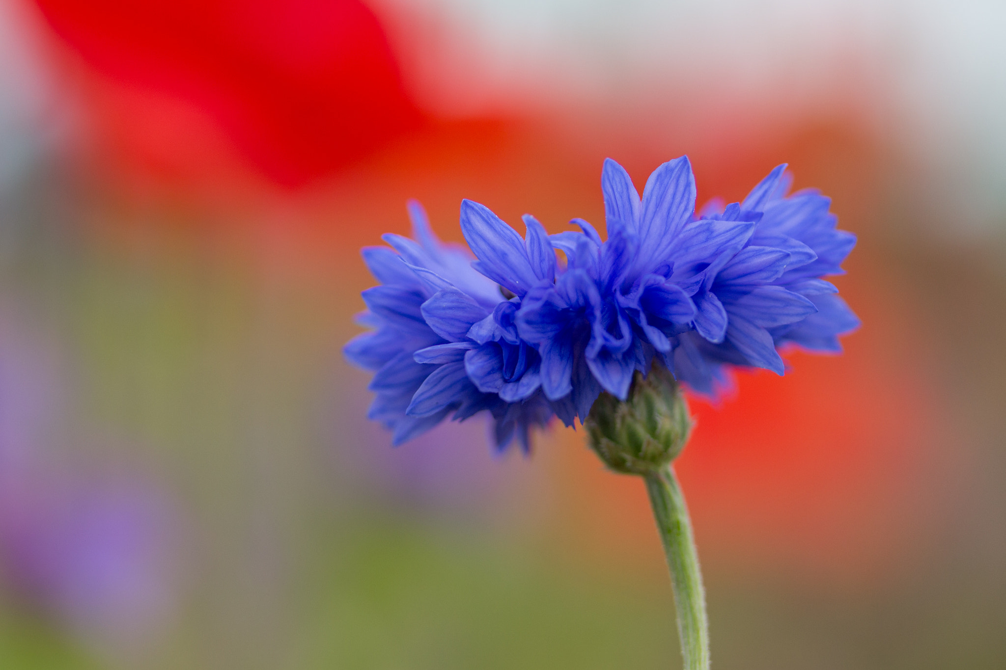 Canon EF-S 60mm F2.8 Macro USM sample photo. Cornflower in the poppy meadow photography