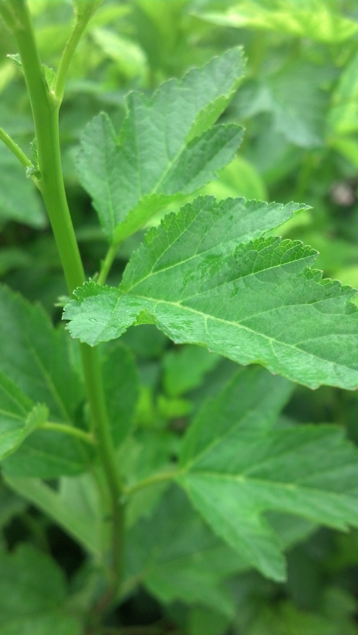 Motorola DROID RAZR sample photo