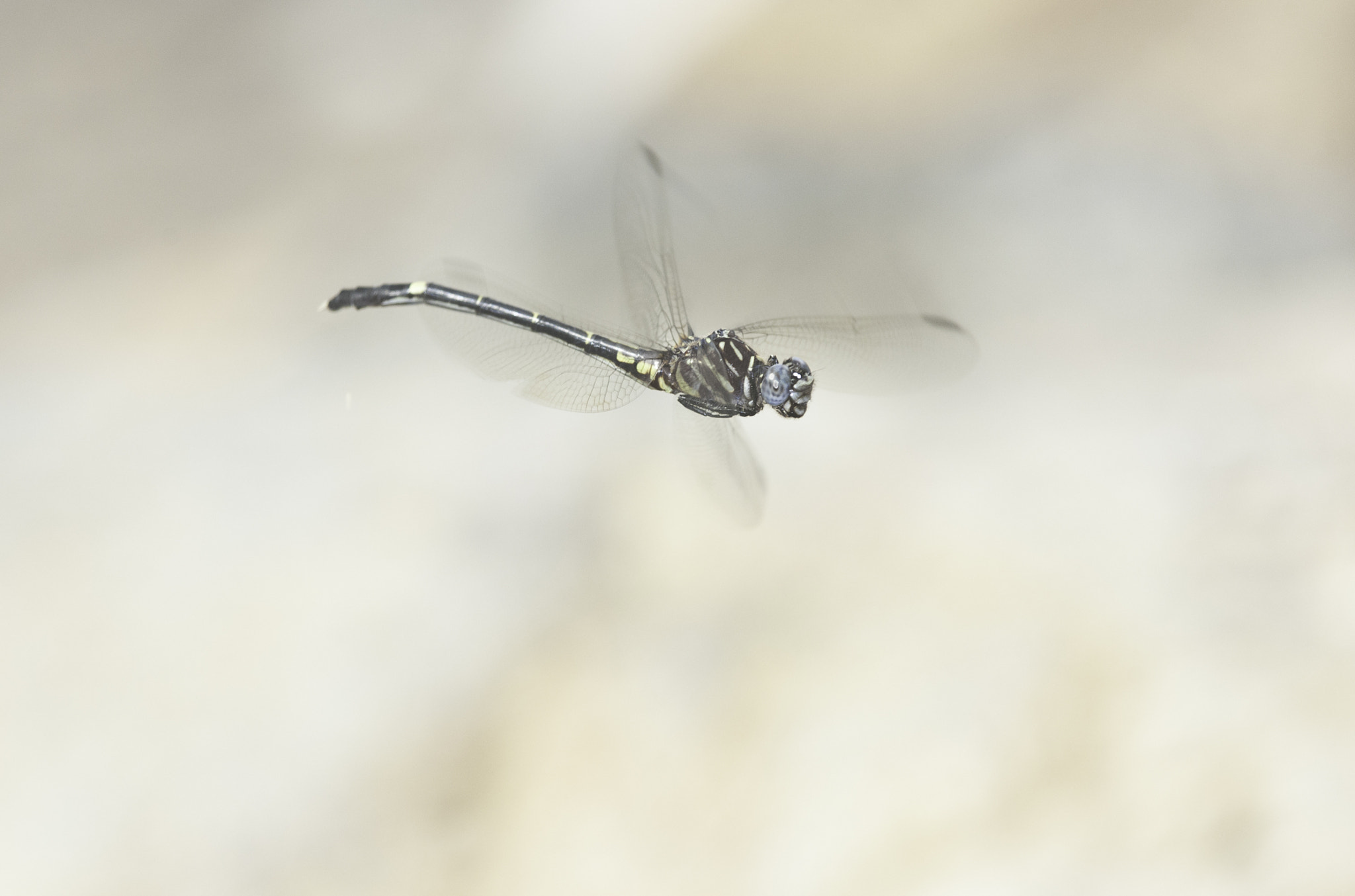Nikon D3X sample photo. Phyllocycla volsella photography