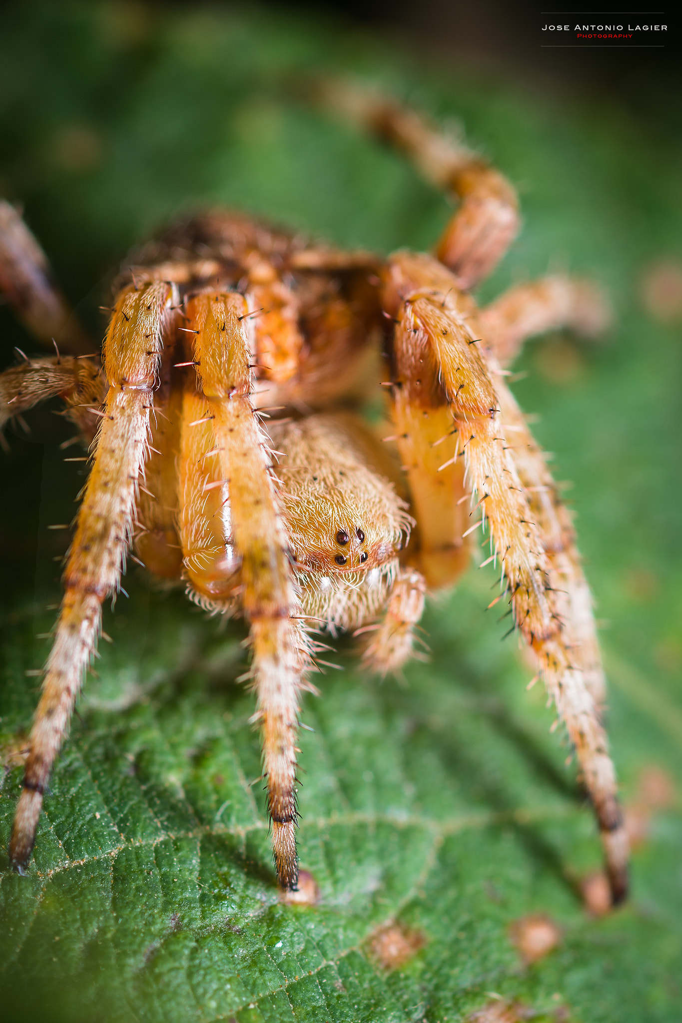 Nikon AF Micro-Nikkor 60mm F2.8D sample photo. Araña photography