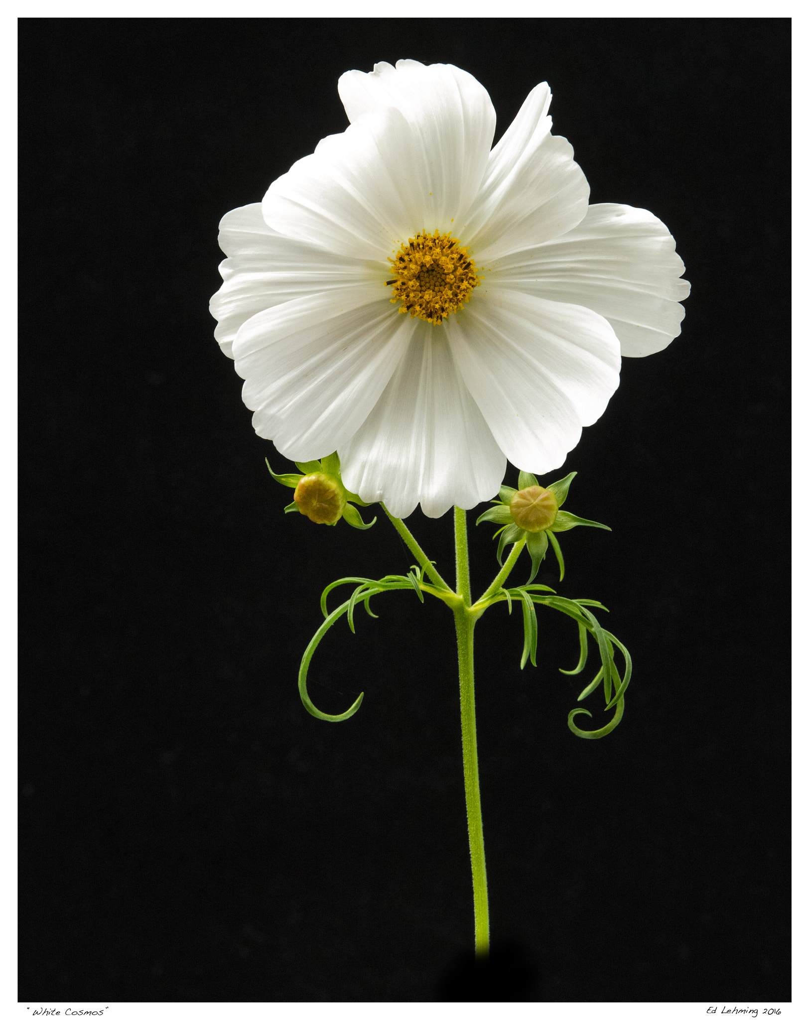Tamron SP 70-200mm F2.8 Di VC USD sample photo. White cosmos photography
