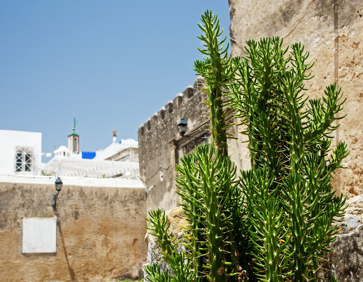 Canon EOS 5D + Canon EF 40mm F2.8 STM sample photo. A plant in the old medina photography