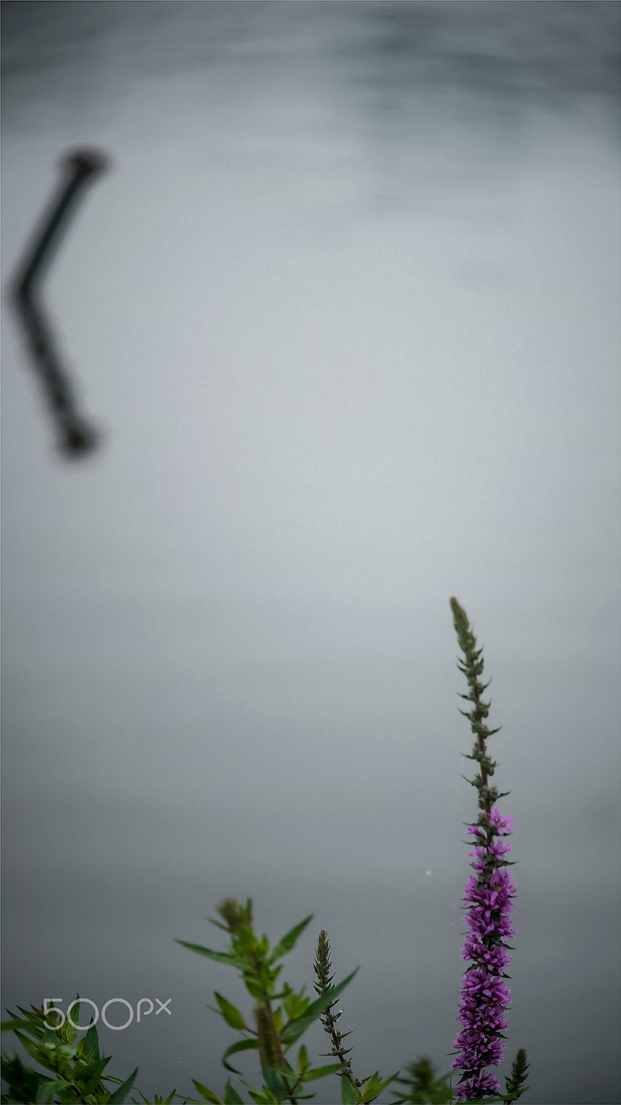 DT 40mm F2.8 SAM sample photo. 夏都小景 photography