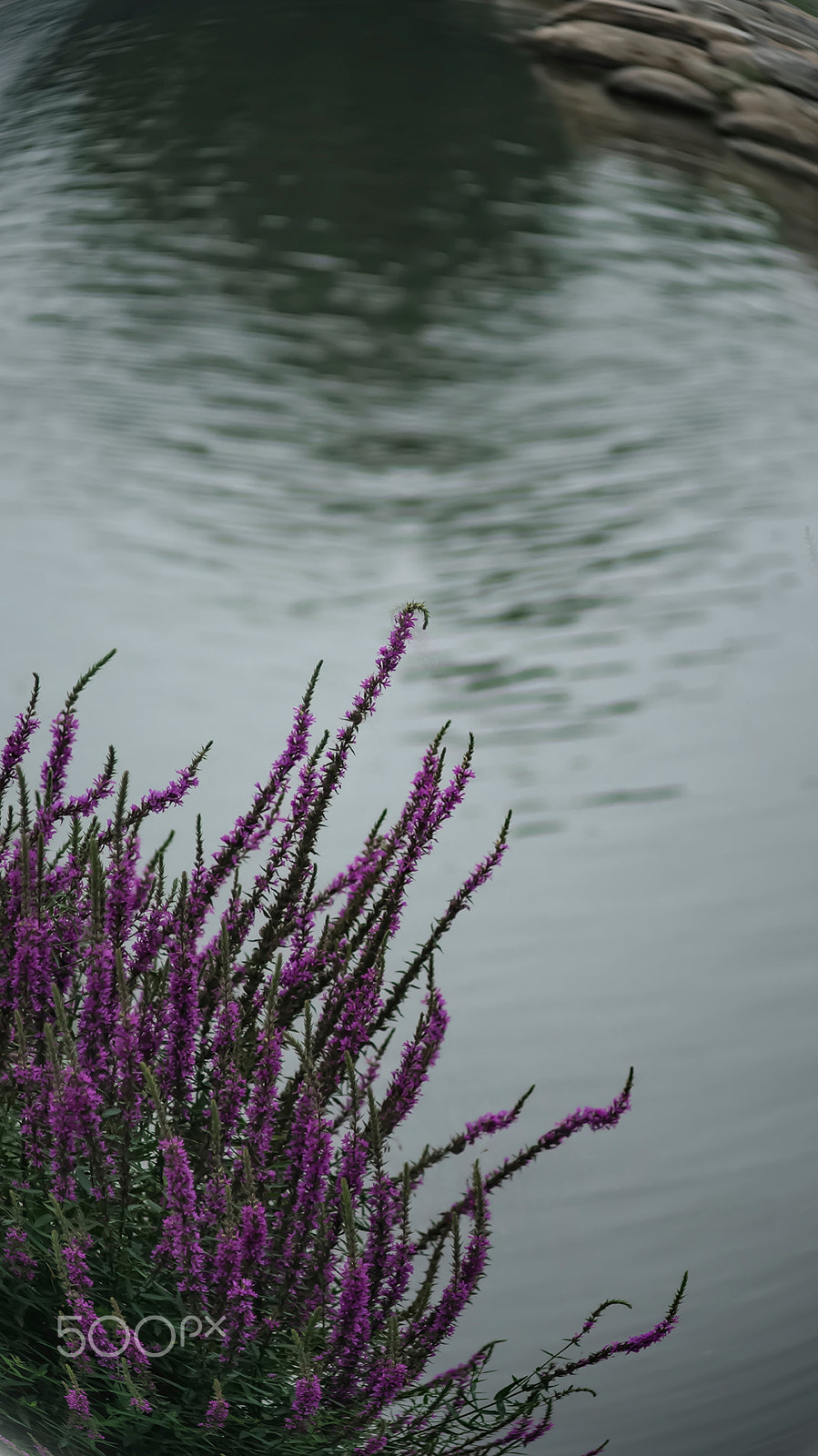 DT 40mm F2.8 SAM sample photo. 夏都小景 photography