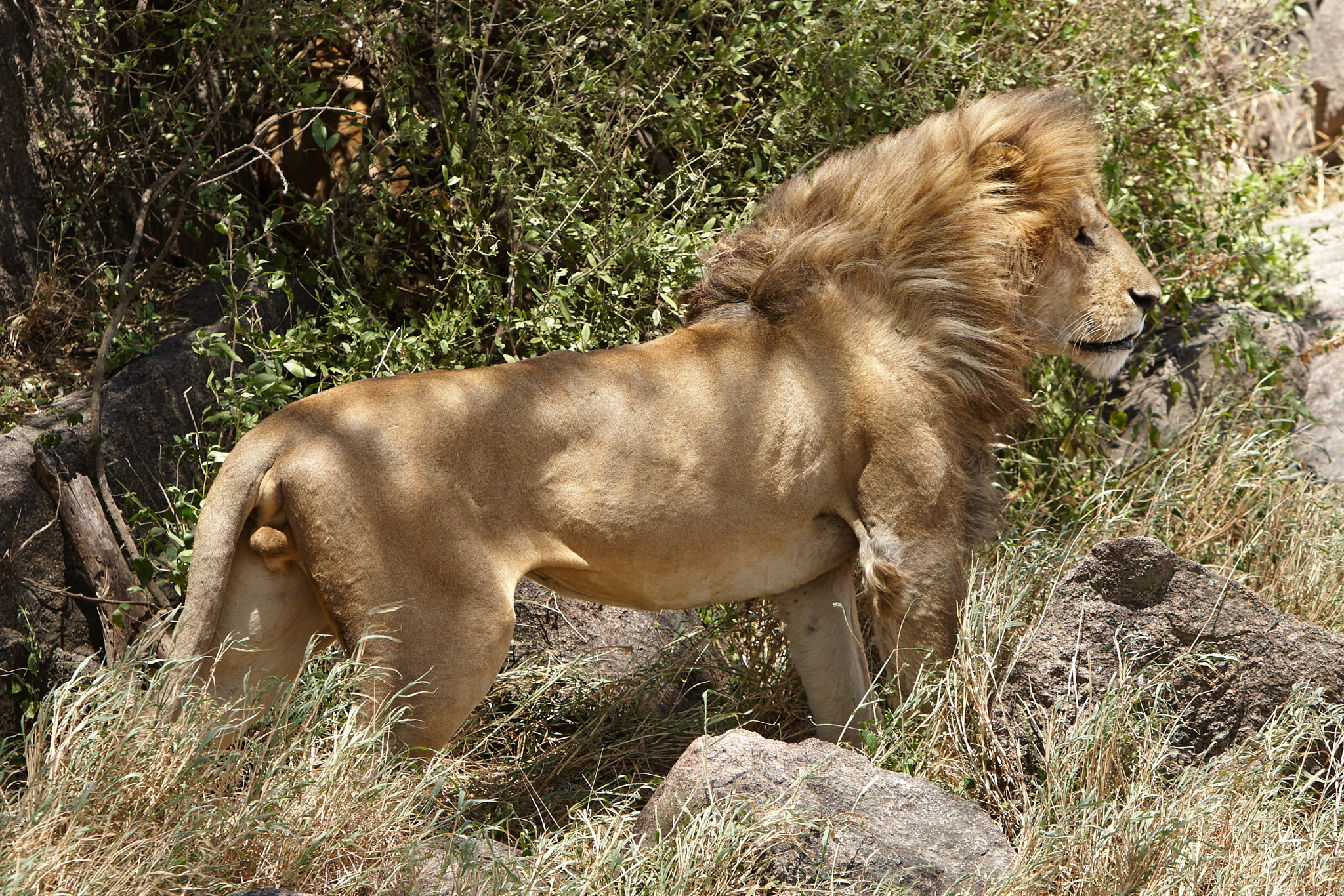 Canon EOS-1D Mark III sample photo. King of the world photography