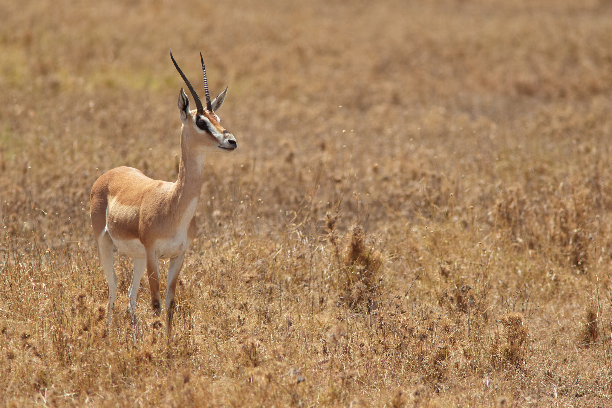 Canon EOS-1D Mark IV + Canon EF 300mm F4L IS USM sample photo. Grant's gazelle photography