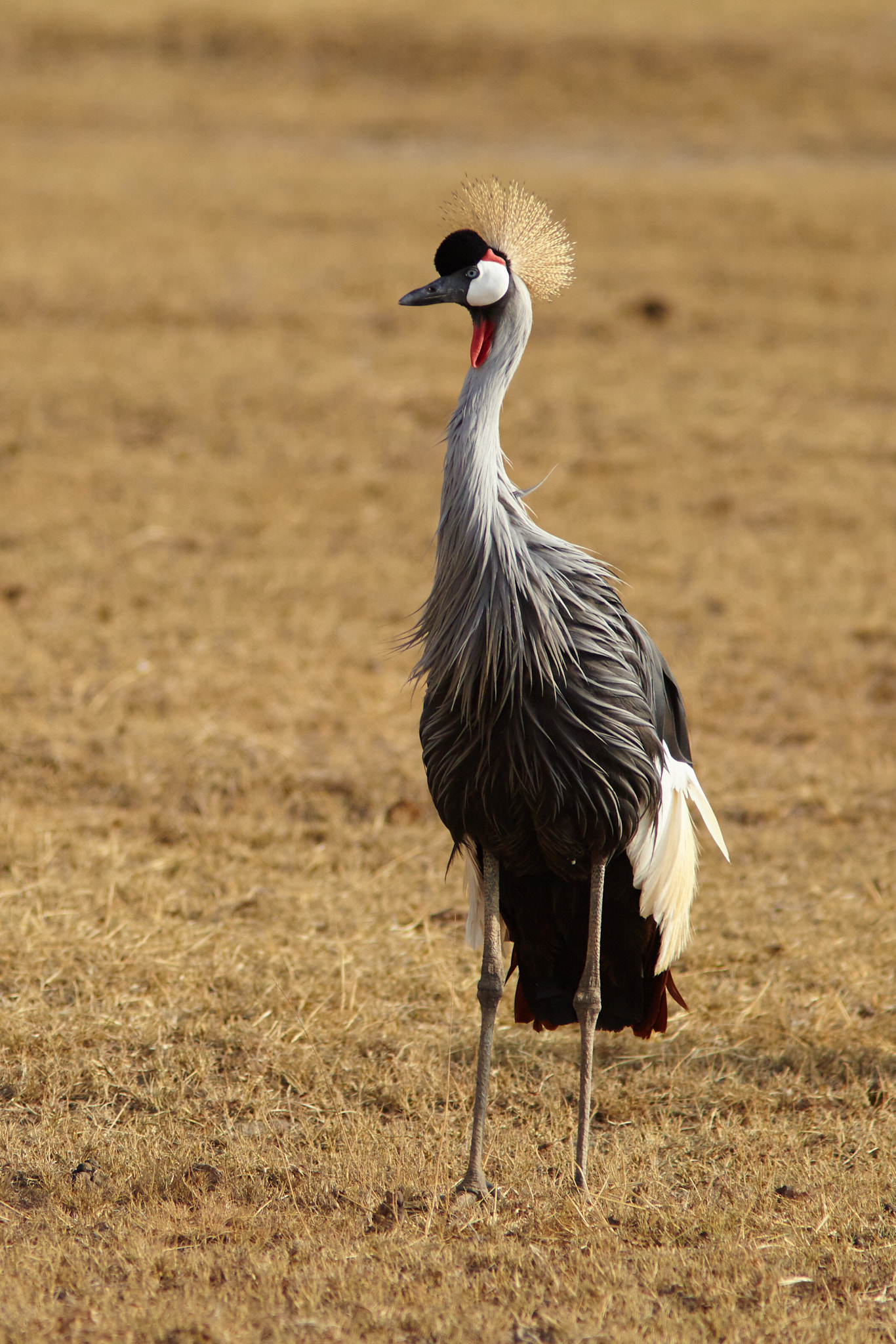 Canon EOS-1D Mark IV + Canon EF 300mm F4L IS USM sample photo. Grey crowned crane photography
