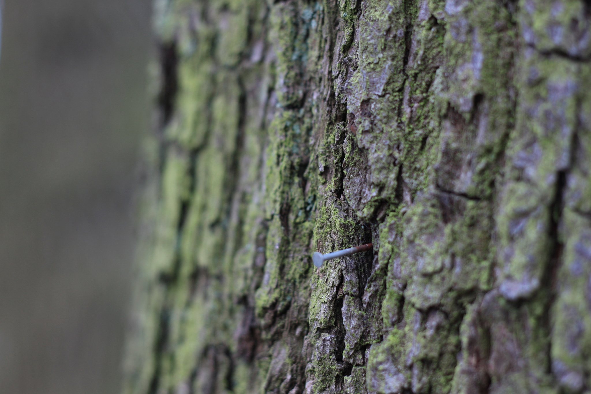 Canon EOS 500D (EOS Rebel T1i / EOS Kiss X3) + Canon EF 50mm F1.8 II sample photo. Scharfer nagel photography