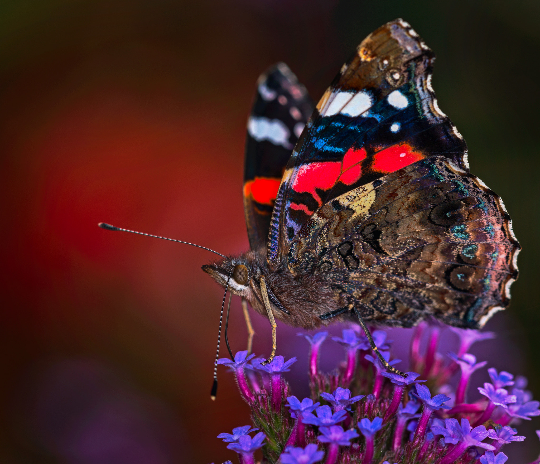 Canon EF 180mm F3.5L Macro USM sample photo. Chilling out.... photography