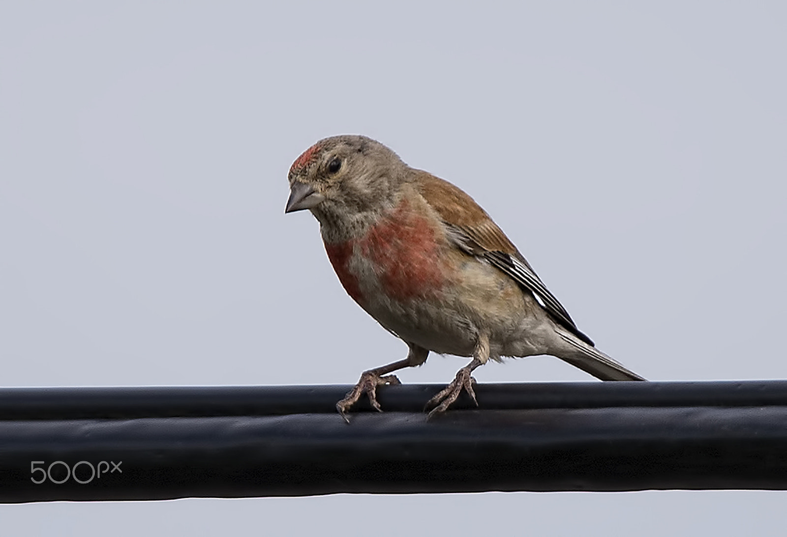 Nikon D600 + Tamron SP 150-600mm F5-6.3 Di VC USD sample photo. A linnet on the cable photography