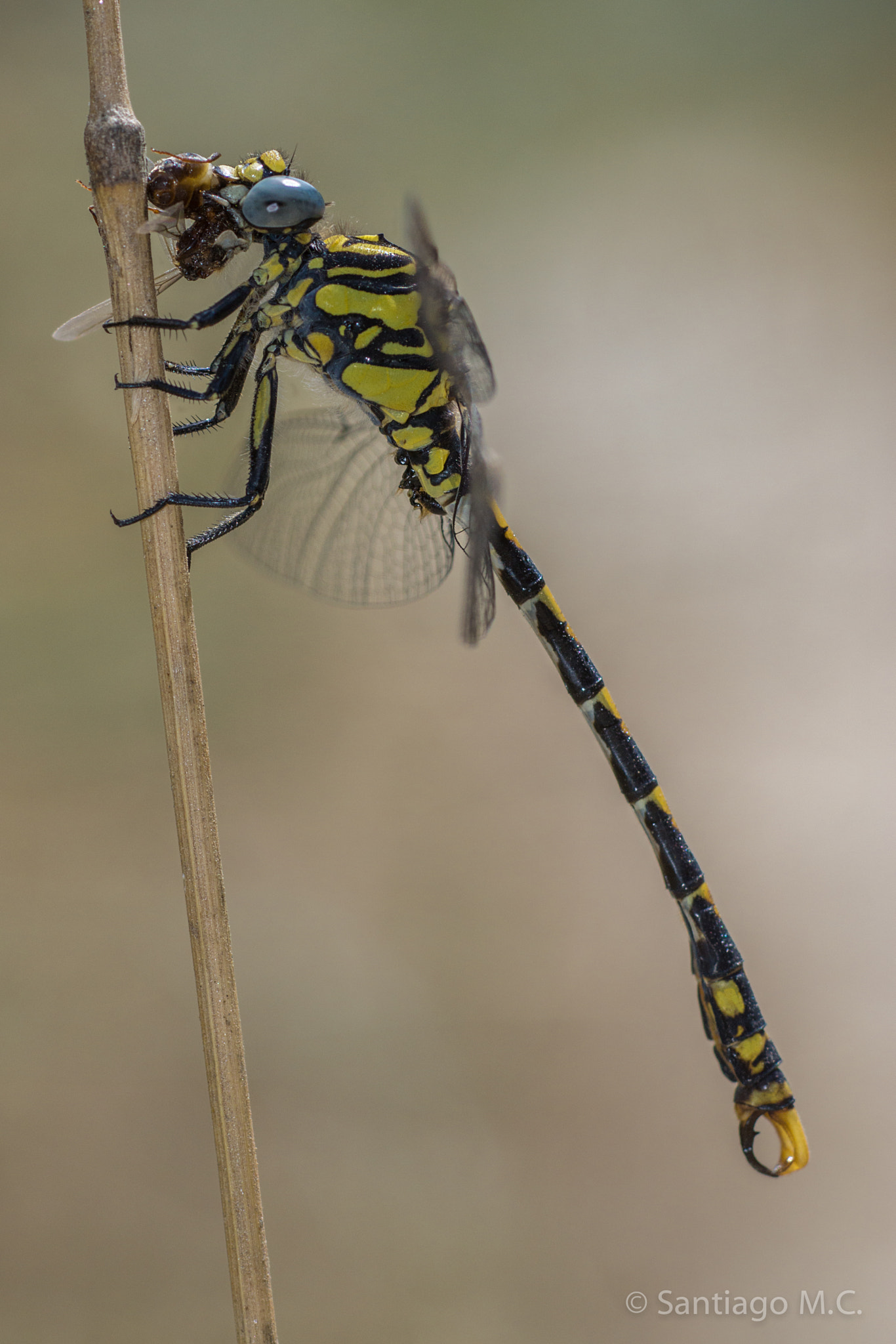 Sony SLT-A77 + Sony 100mm F2.8 Macro sample photo. Onychogomphus uncatus photography