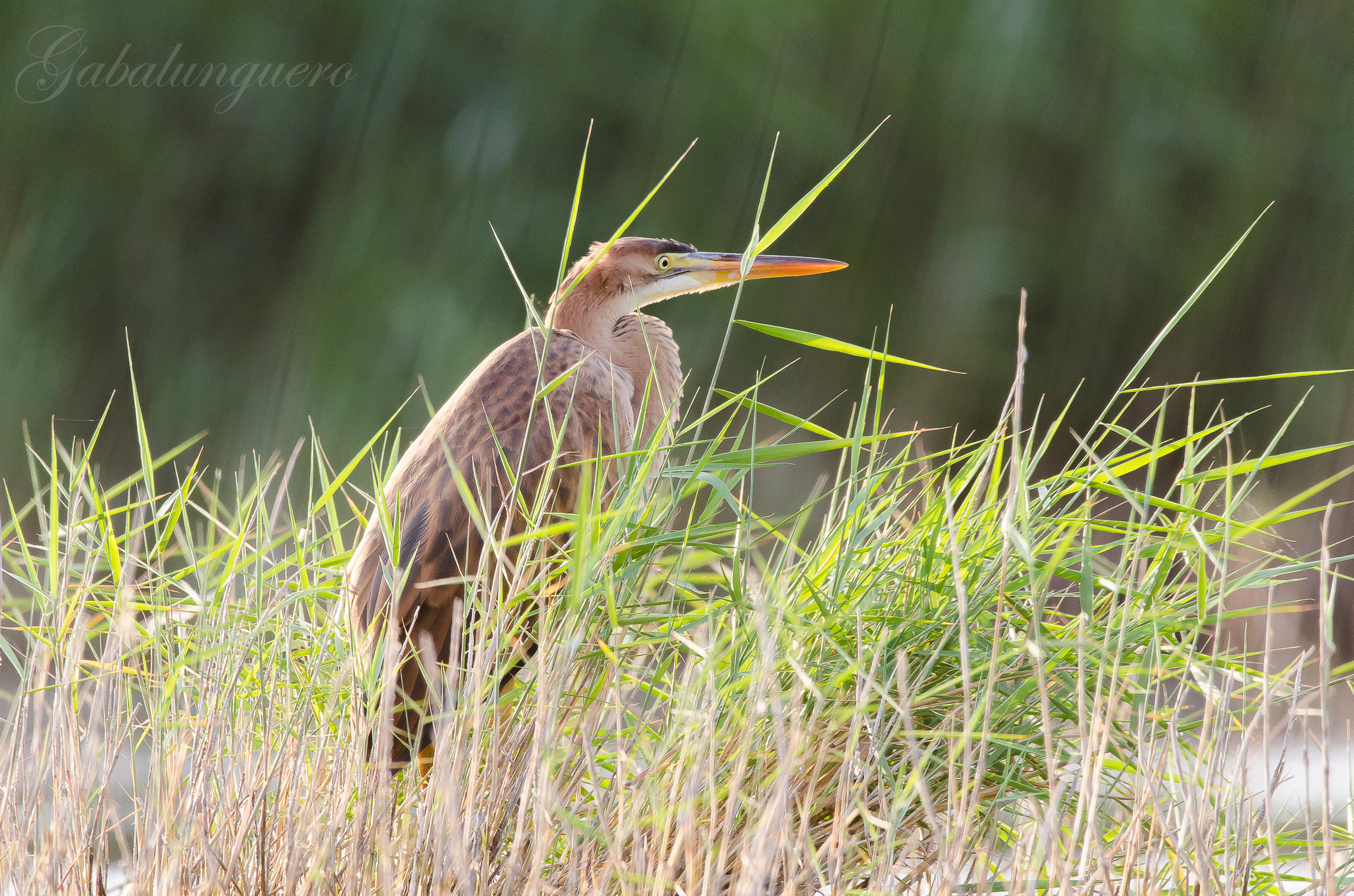 Sigma 150-600mm F5-6.3 DG OS HSM | S sample photo. Garza imperial (ardea purpurea) photography