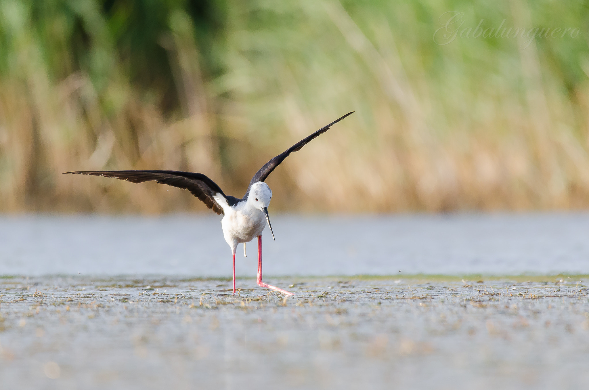 Sigma 150-600mm F5-6.3 DG OS HSM | S sample photo. Cigueñuela comun (himantopus himantopus) photography
