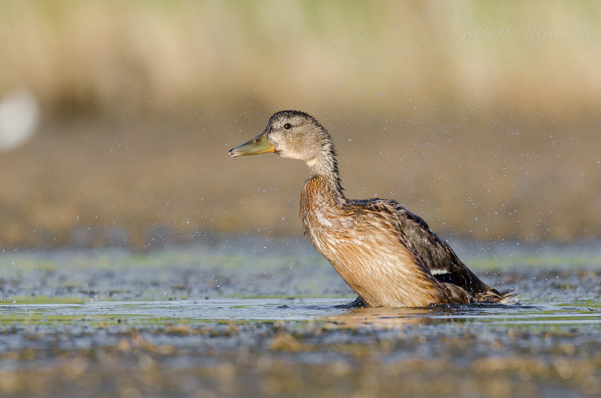 Sigma 150-600mm F5-6.3 DG OS HSM | S sample photo. Anade real hembra (anas platyrhynchos) photography