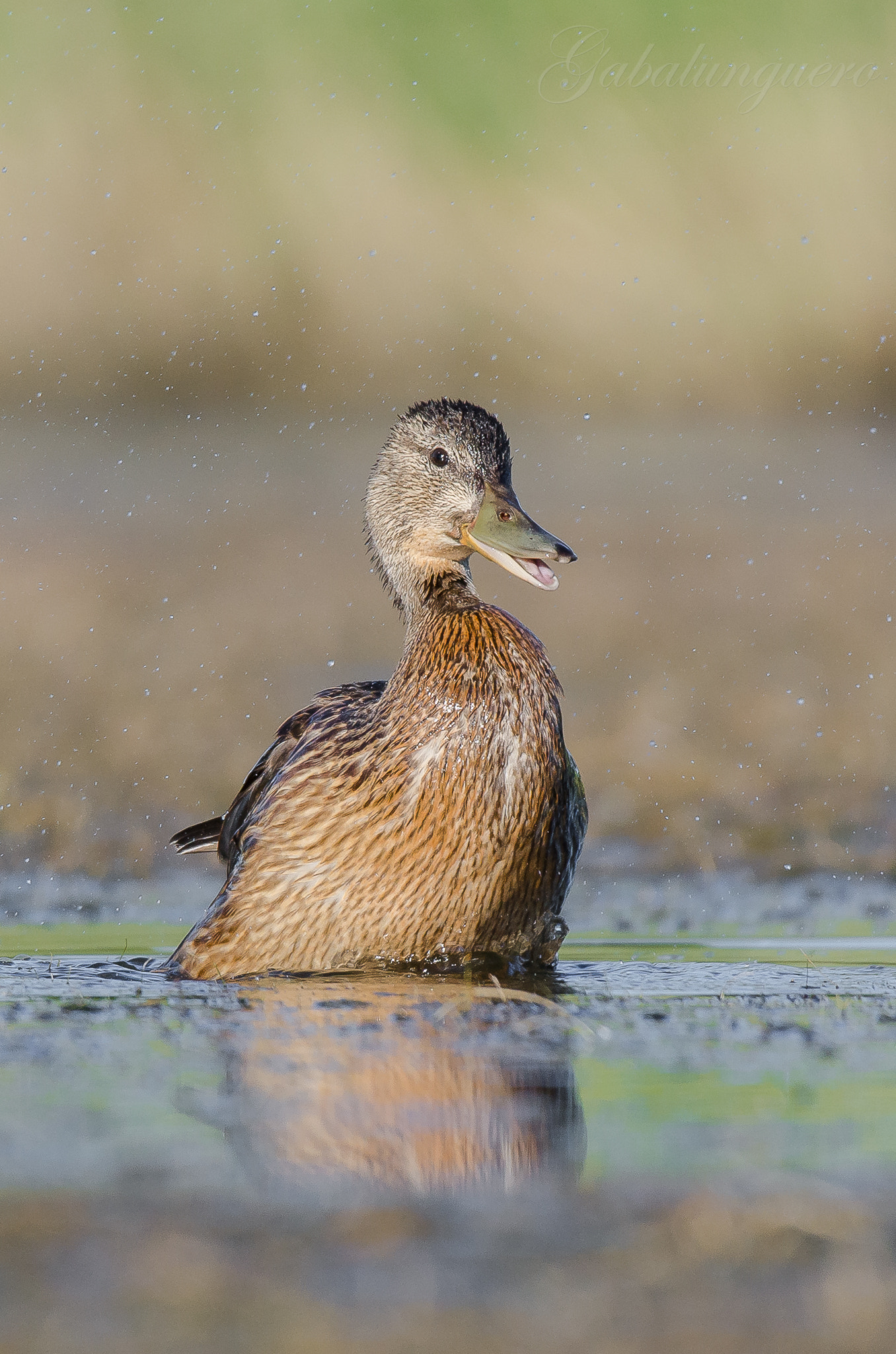 Sigma 150-600mm F5-6.3 DG OS HSM | S sample photo. Anade real hembra (anas platyrhynchos) photography