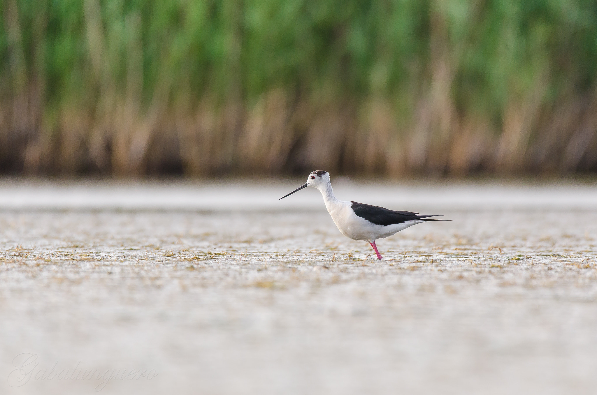 Sigma 150-600mm F5-6.3 DG OS HSM | S sample photo. Cigueñuela comun (himantopus himantopus) photography